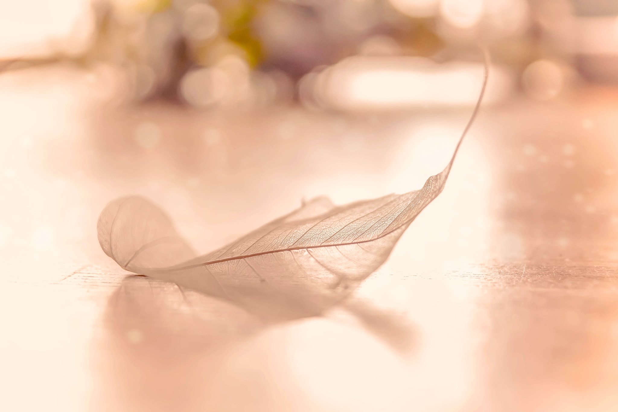 Sigma 24-70mm F2.8 EX DG HSM sample photo. As light as a leaf photography