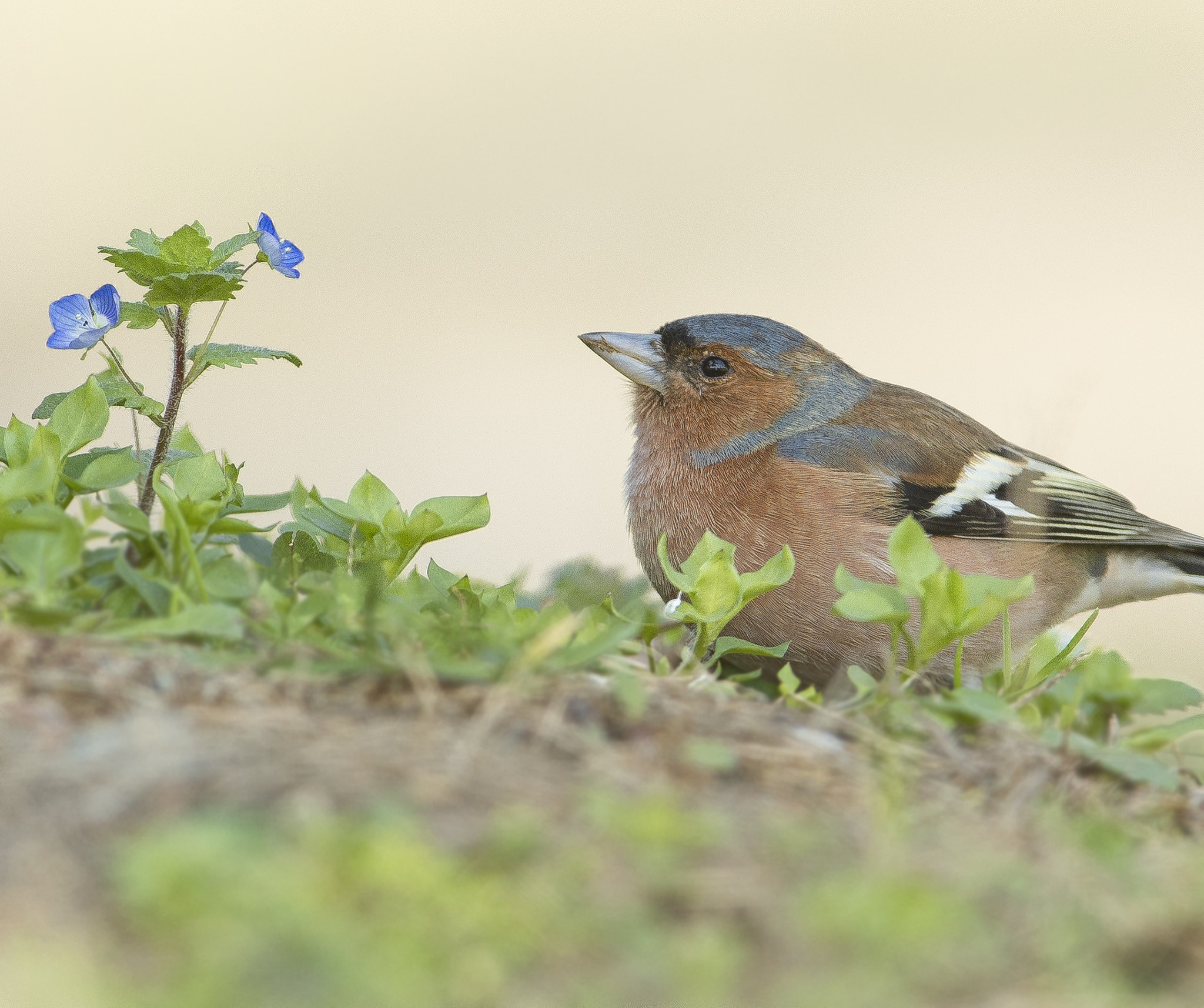 Canon EF 600mm f/4L IS sample photo