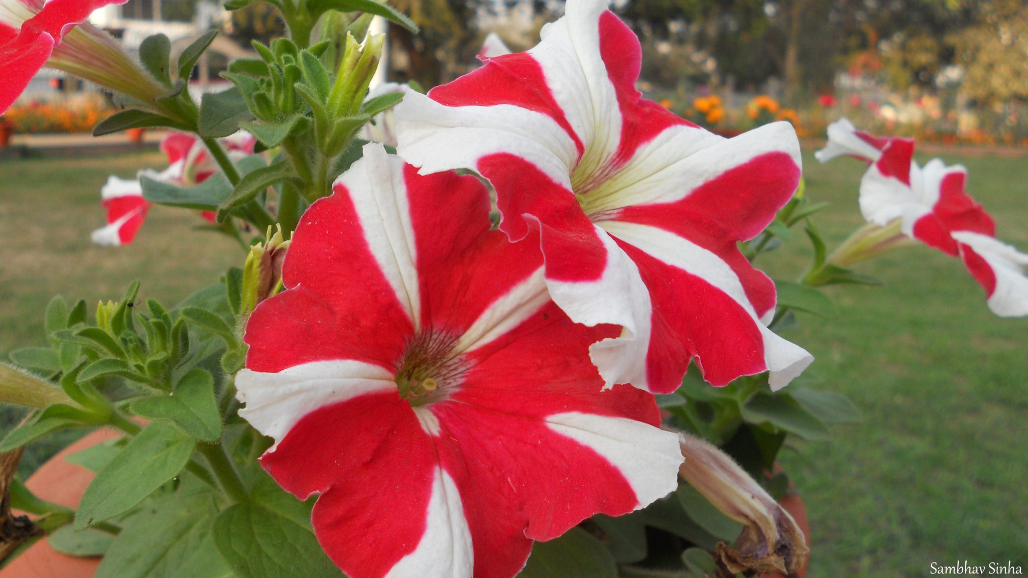 Nikon Coolpix S3000 sample photo. Petunia photography