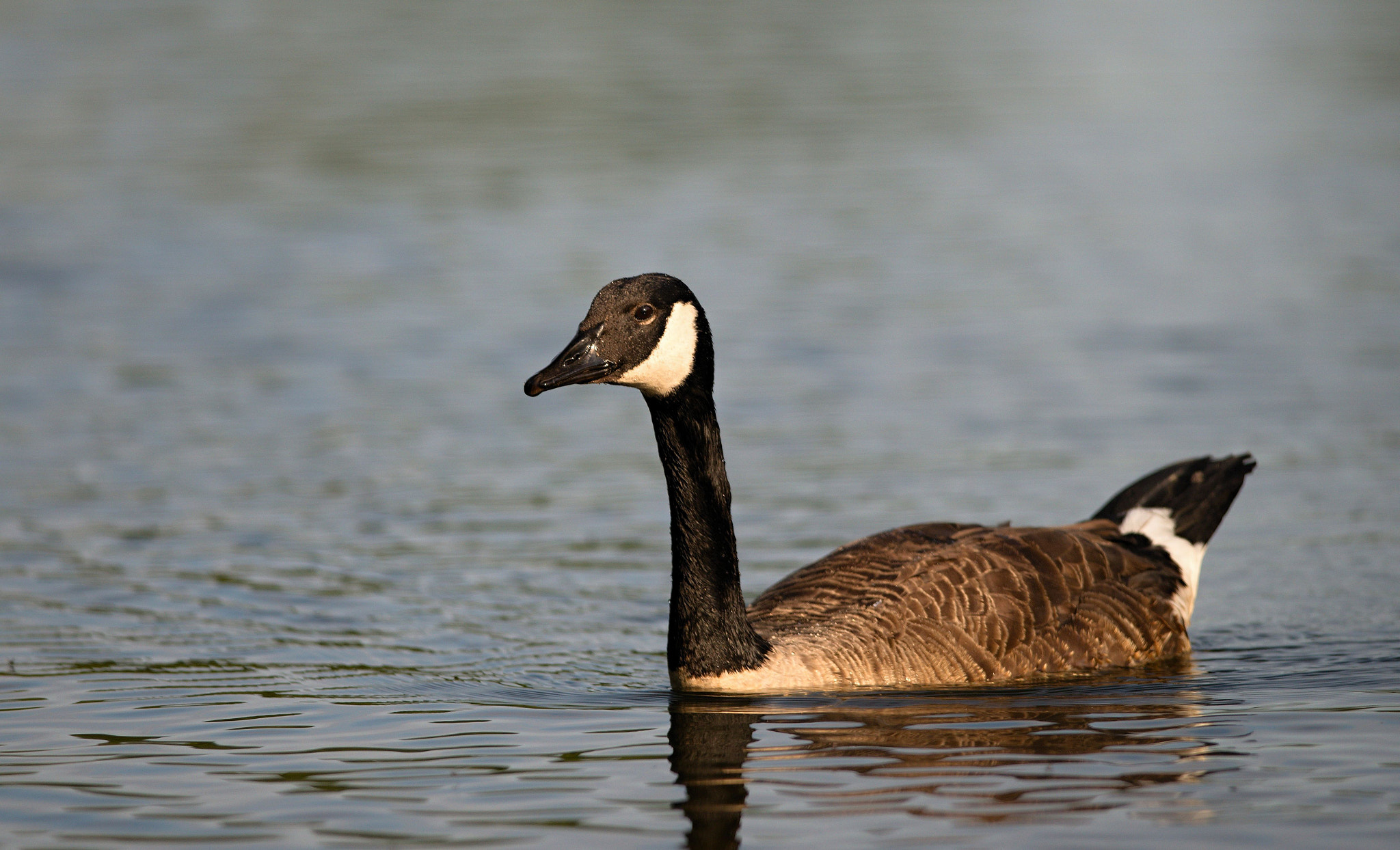 Nikon D610 + Nikon AF-S Nikkor 300mm F4D ED-IF sample photo. Canada goose photography