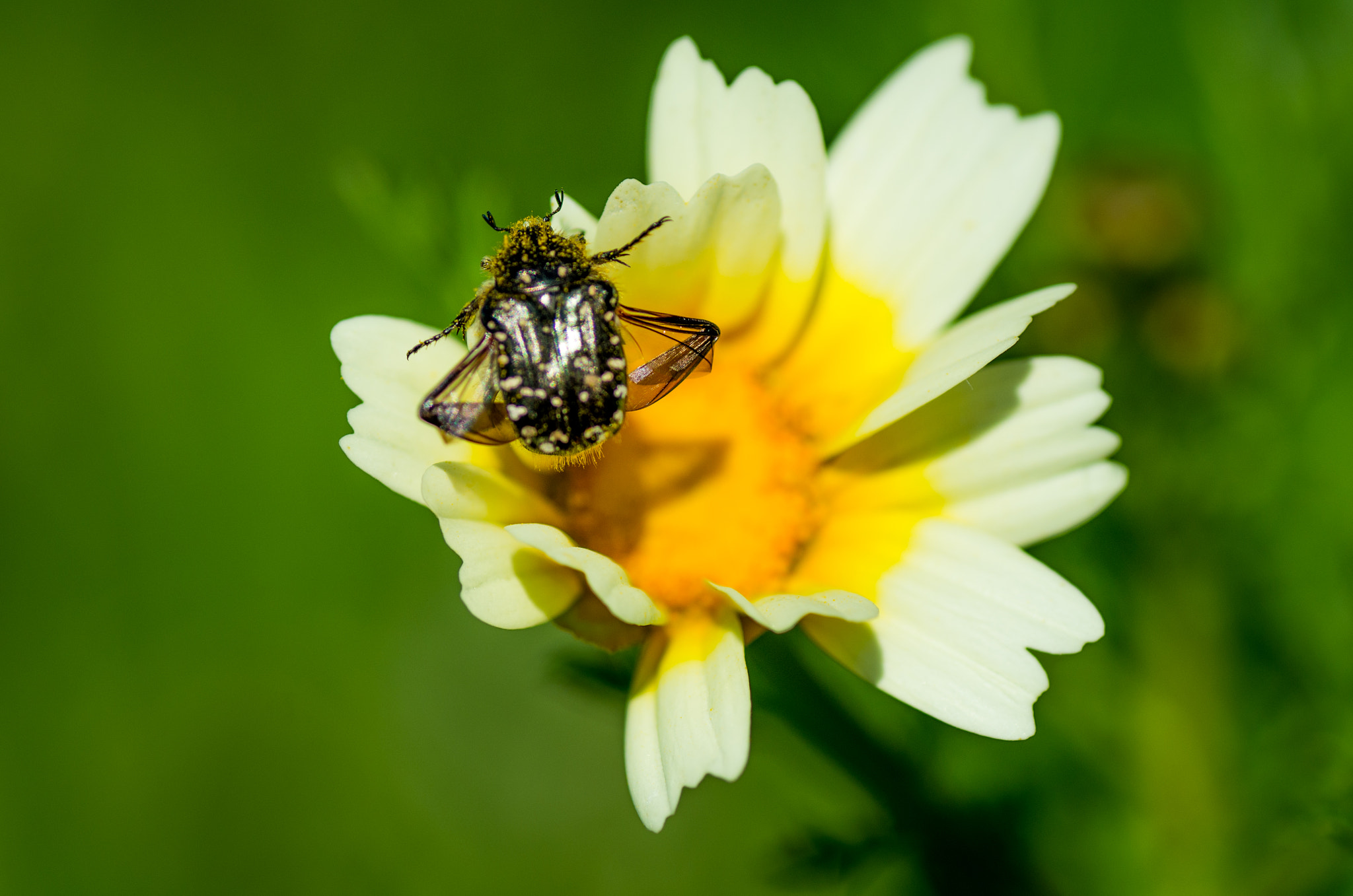 Pentax K-30 + Tamron SP AF 90mm F2.8 Di Macro sample photo. Ready to take off photography