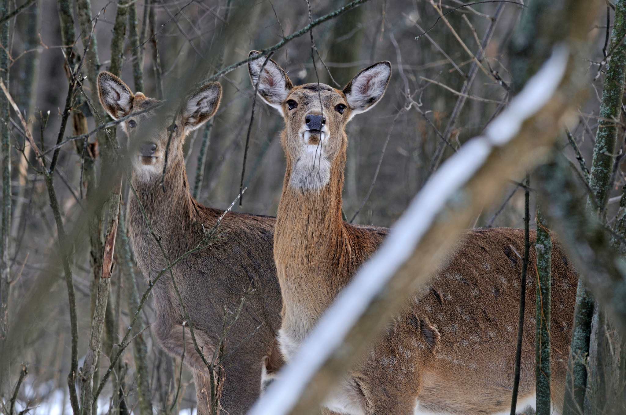 Nikon D300S sample photo. Strangers smells photography