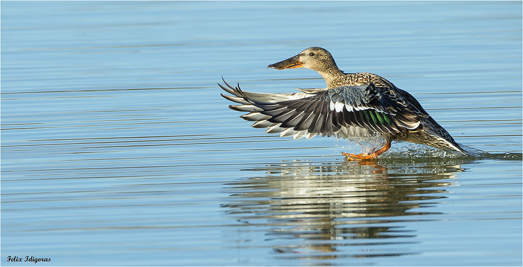 Canon EF 500mm F4L IS USM sample photo. Amerizando en el humeral photography