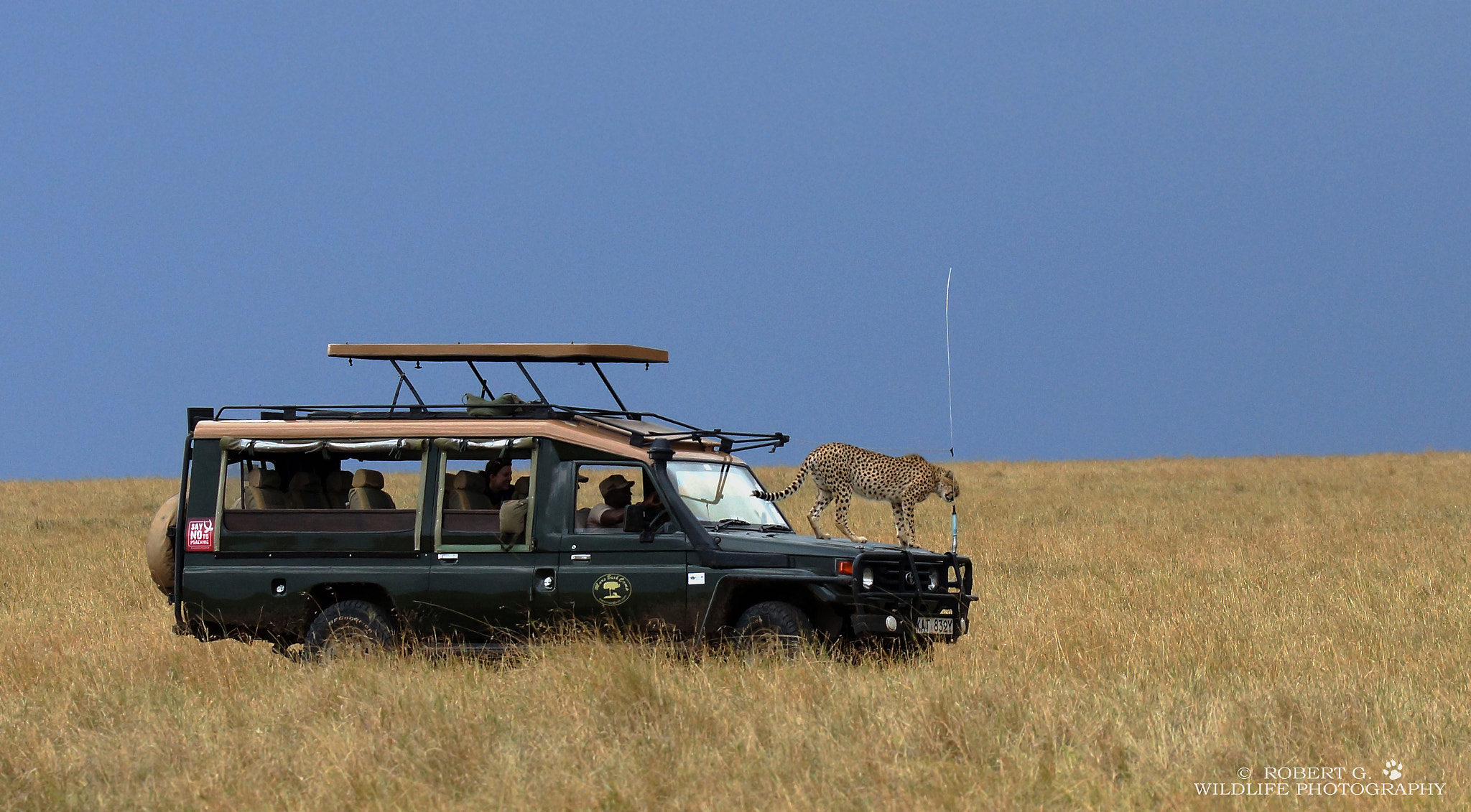 Sony SLT-A77 sample photo. Cheetah on the car  masai mara 2016 photography