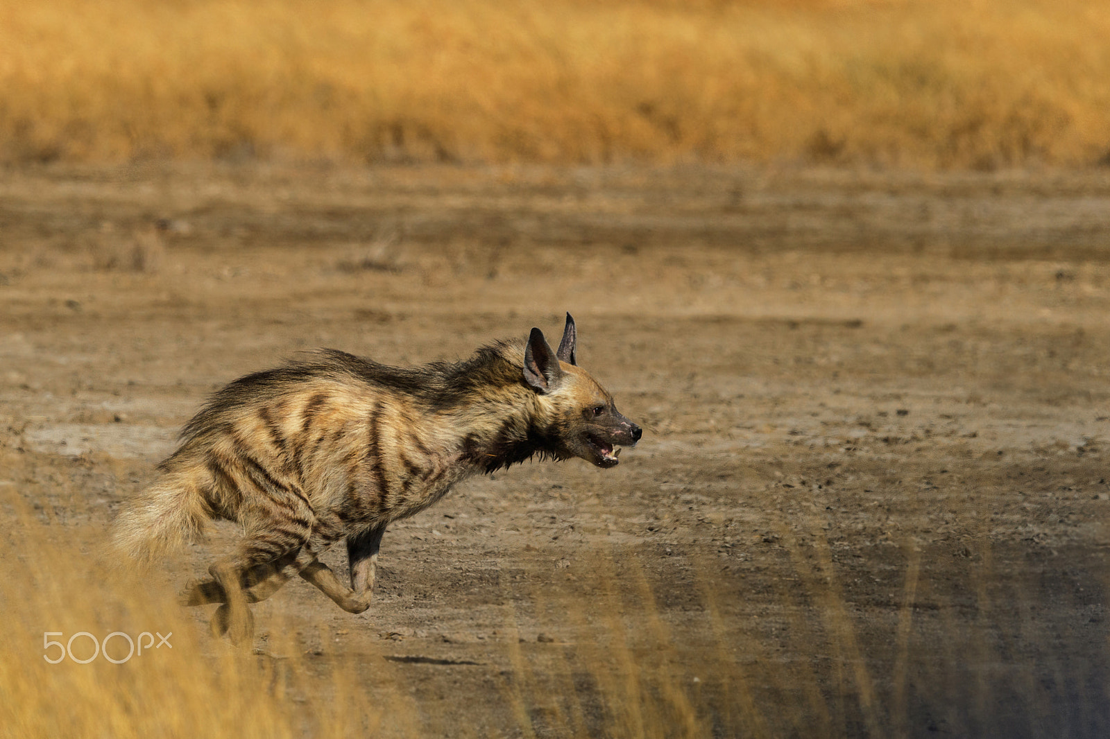 Nikon D5 sample photo. Striped hyena photography