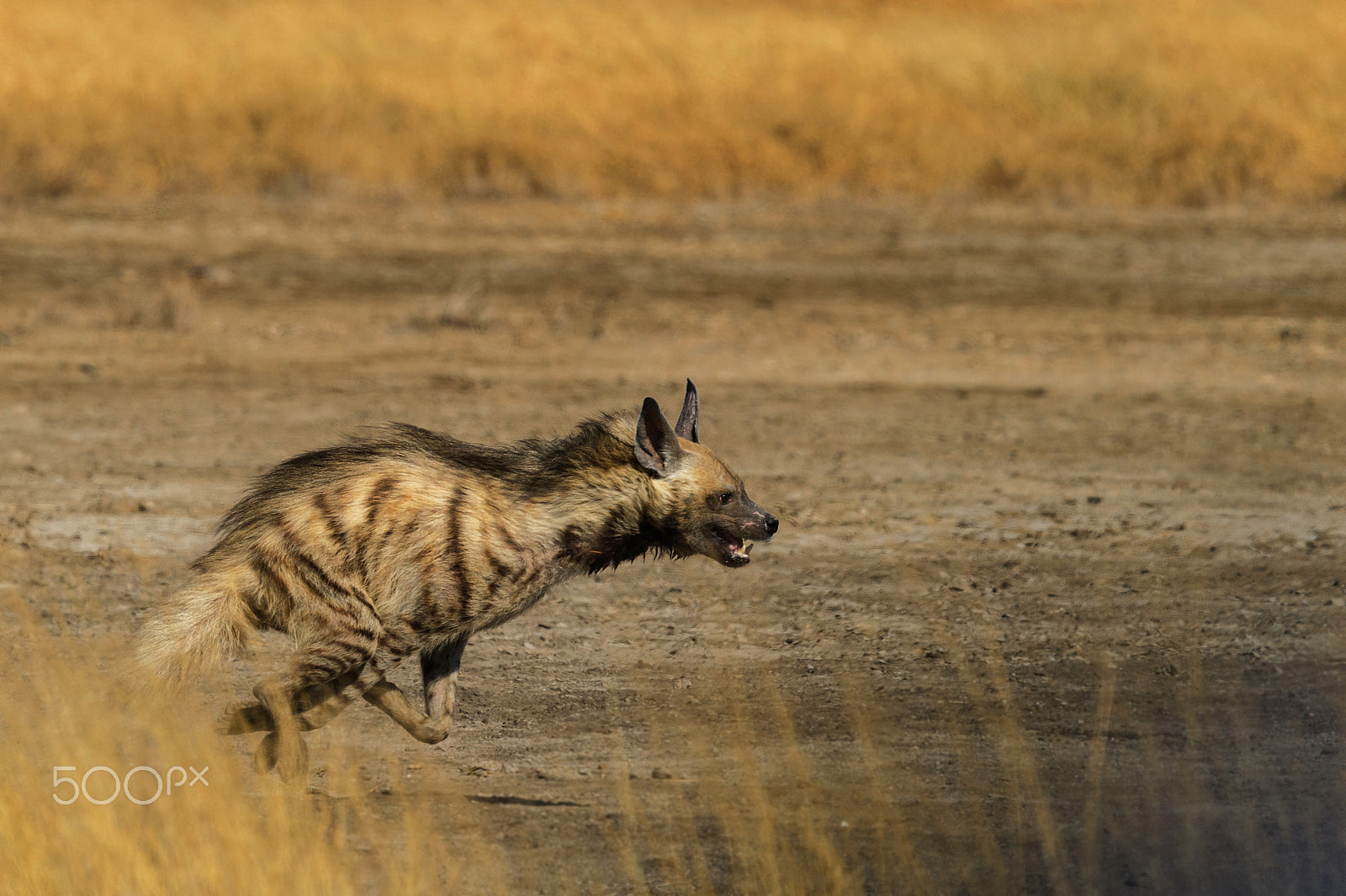 Nikon D5 + Nikon AF-S Nikkor 600mm F4E FL ED VR sample photo. Striped hyena photography