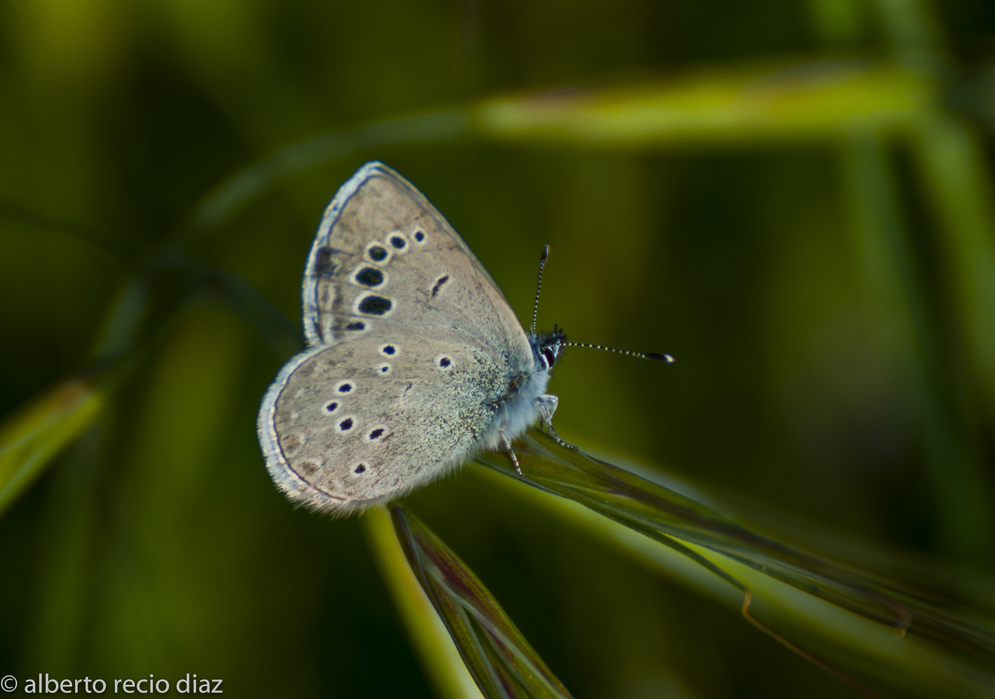Nikon D200 sample photo. Mariposa libando  photography