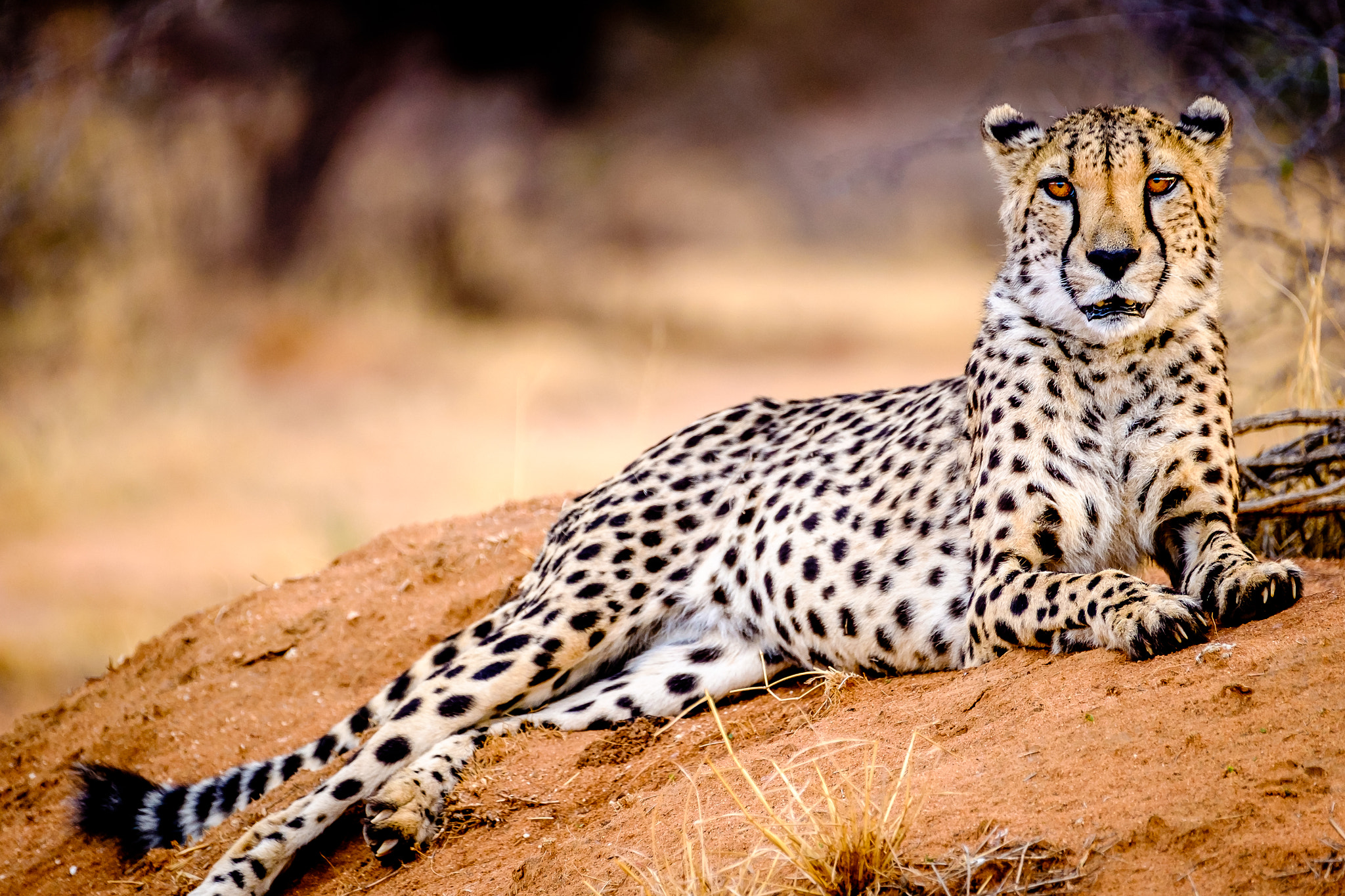 Fujifilm XF 100-400mm F4.5-5.6 R LM OIS WR sample photo. Proud cheetah photography