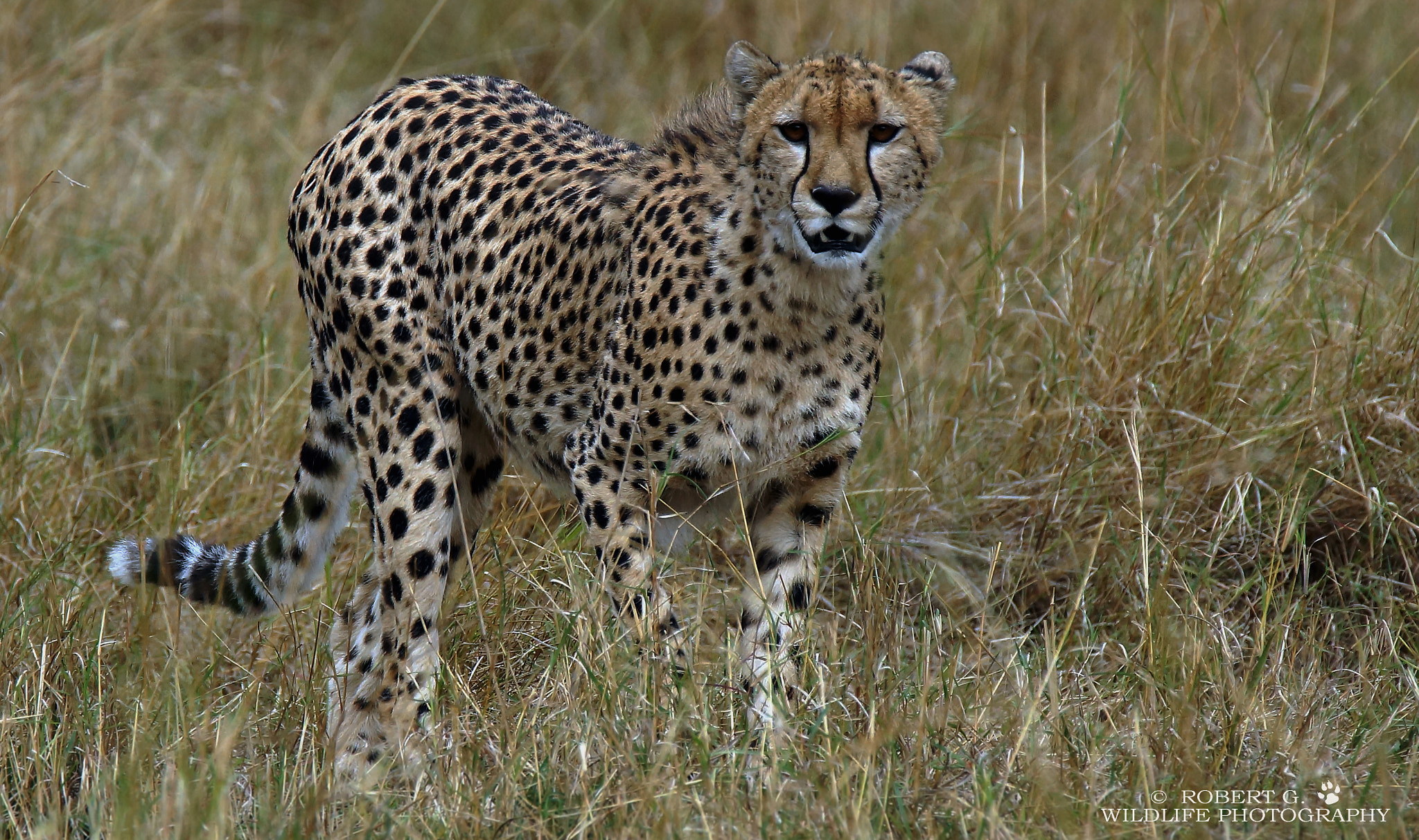 Sony SLT-A77 + Tamron SP 150-600mm F5-6.3 Di VC USD sample photo. Cheetah in grass   masai mara 2016 photography