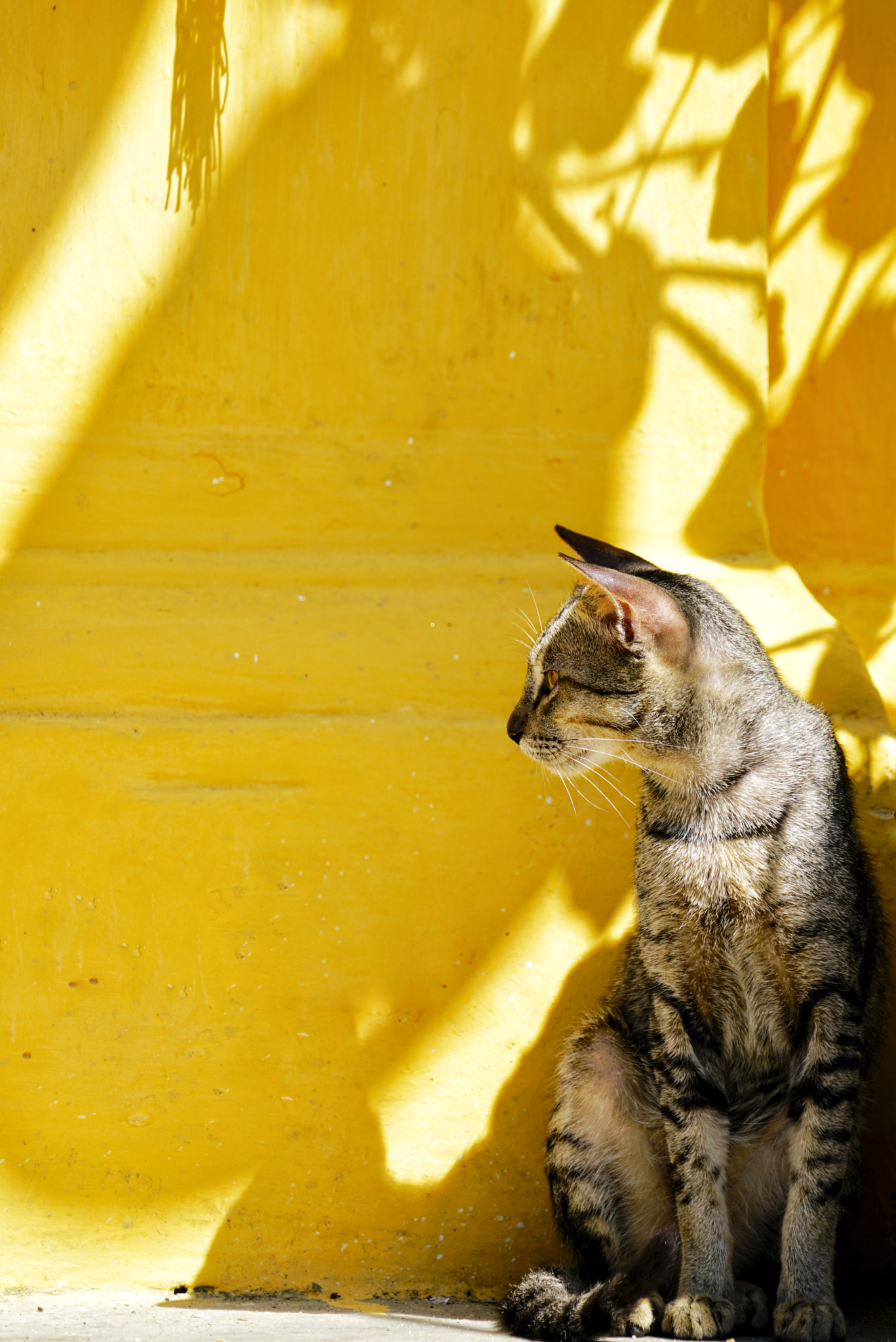 Sony FE 24-240mm F3.5-6.3 OSS sample photo. Nha trang cat photography