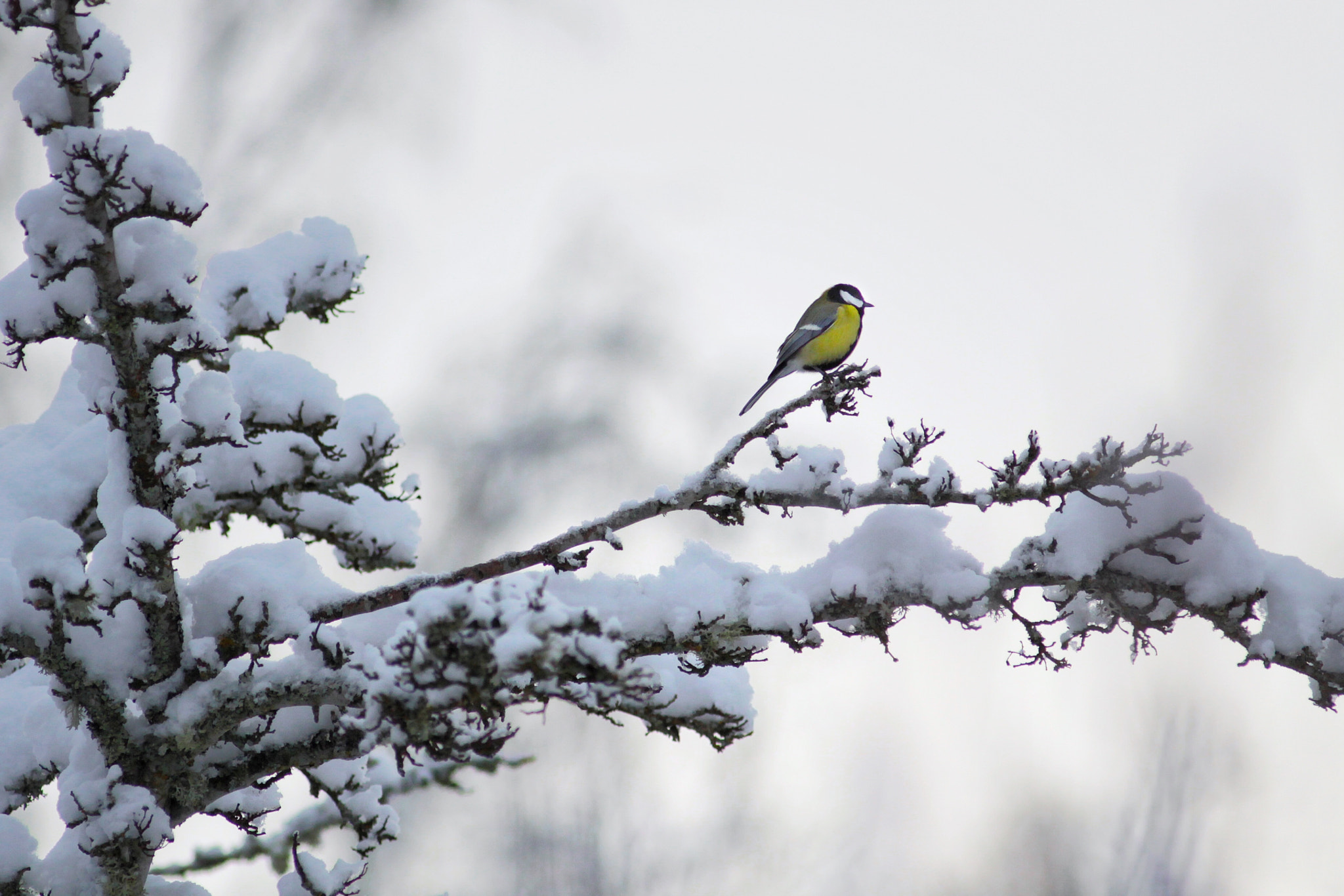 Canon EOS 50D + Canon EF 300mm F4L IS USM sample photo. Bluetit photography