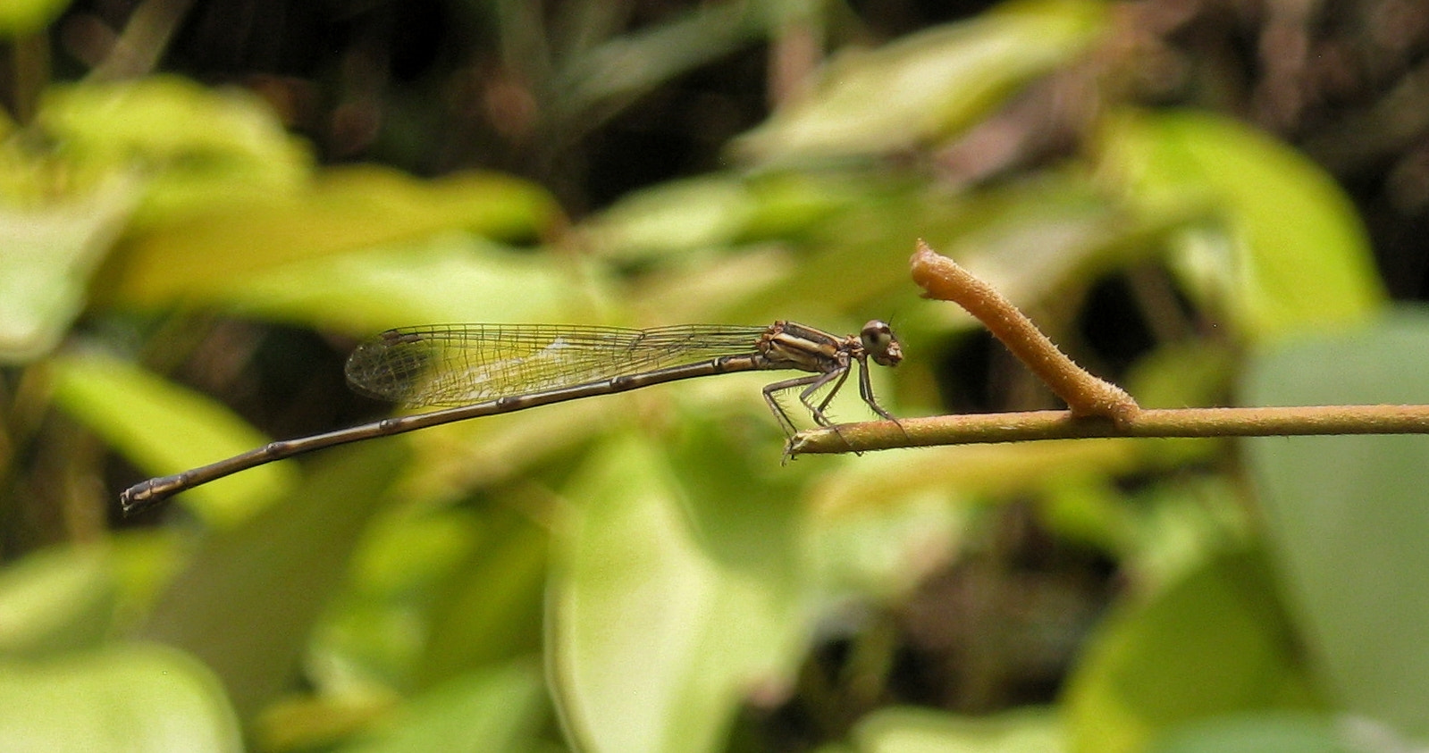 Canon PowerShot A495 sample photo. Little dragon.. photography