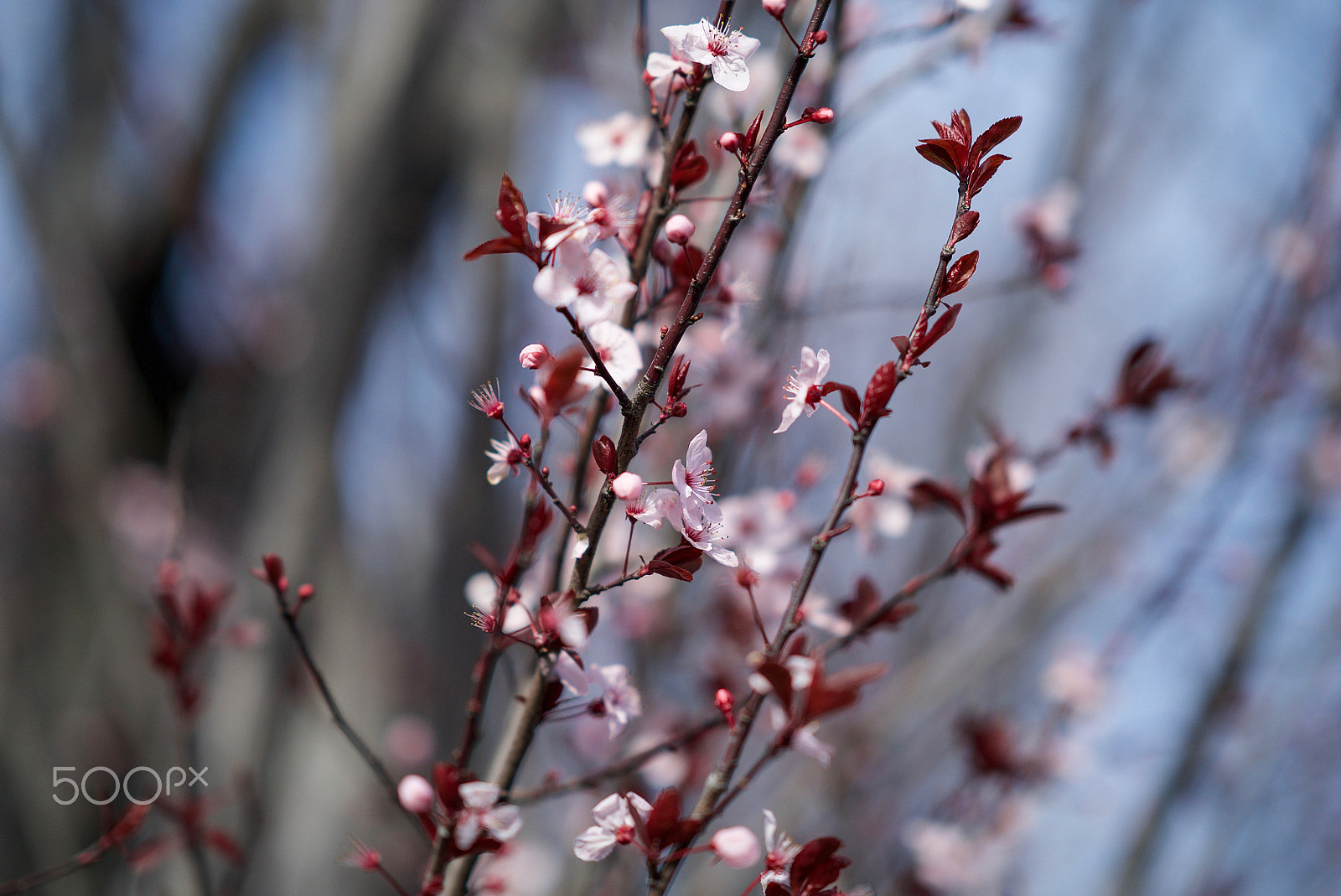 Sony a7S II sample photo. Senses working overtime photography