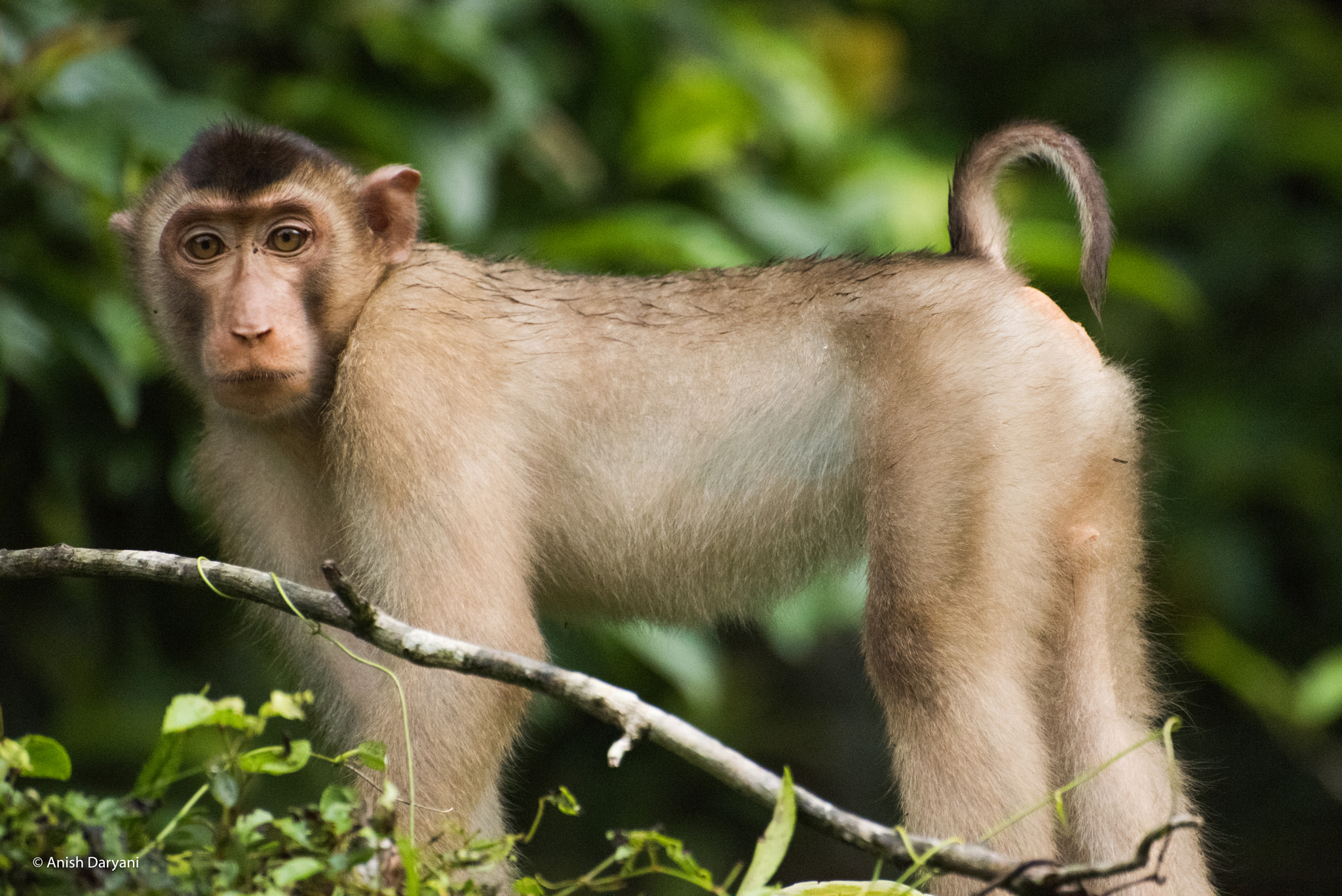 Nikon D810 sample photo. Cute little 'pigtail' photography