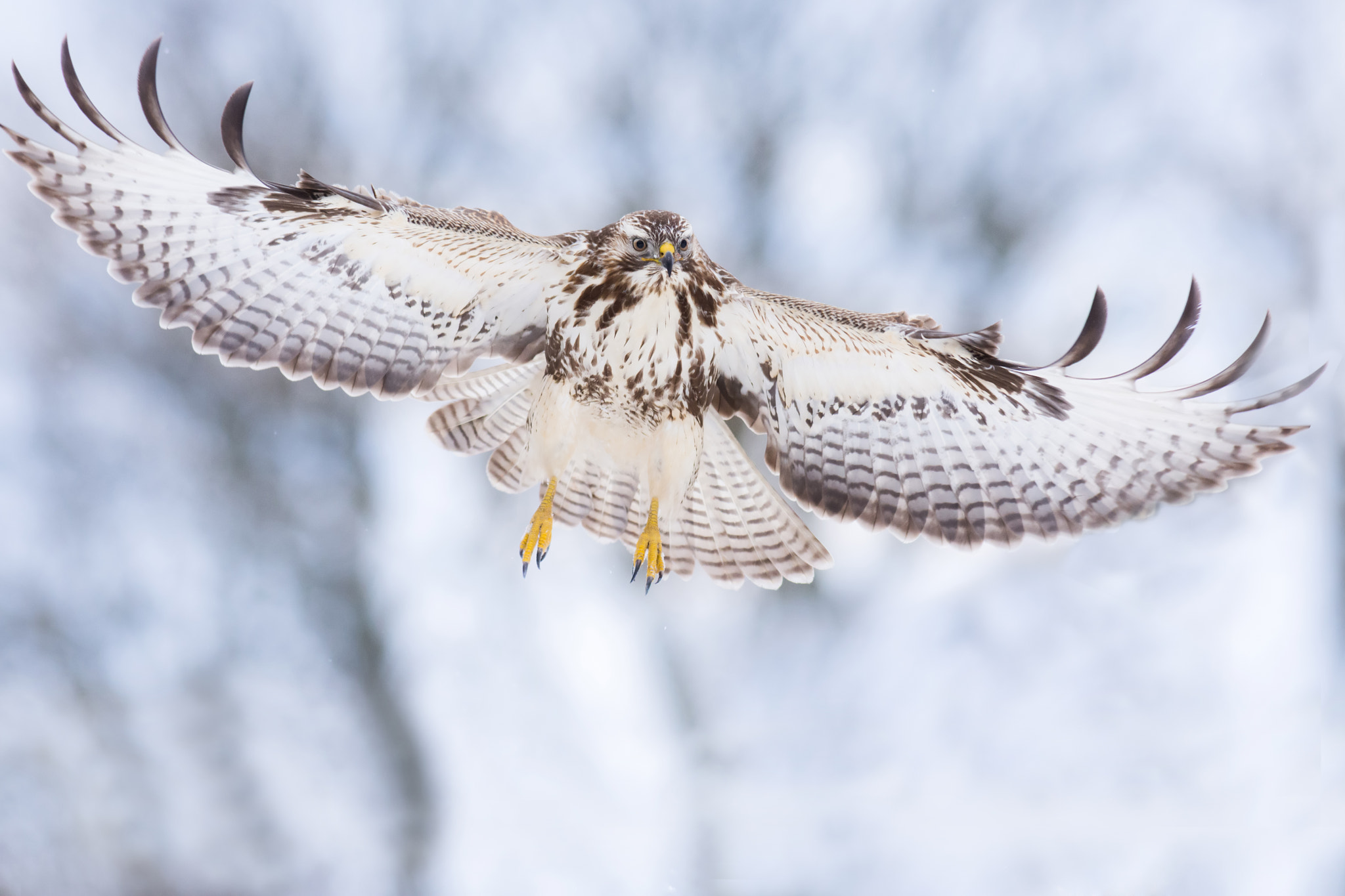Nikon AF-S Nikkor 300mm F2.8G ED-IF VR sample photo. On air photography