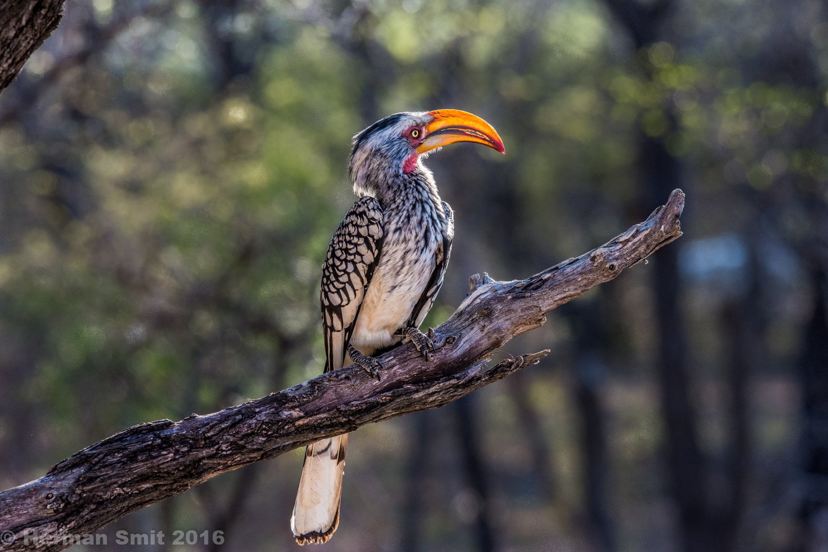 Nikon D7200 + Sigma 150-500mm F5-6.3 DG OS HSM sample photo. Hornbill photography