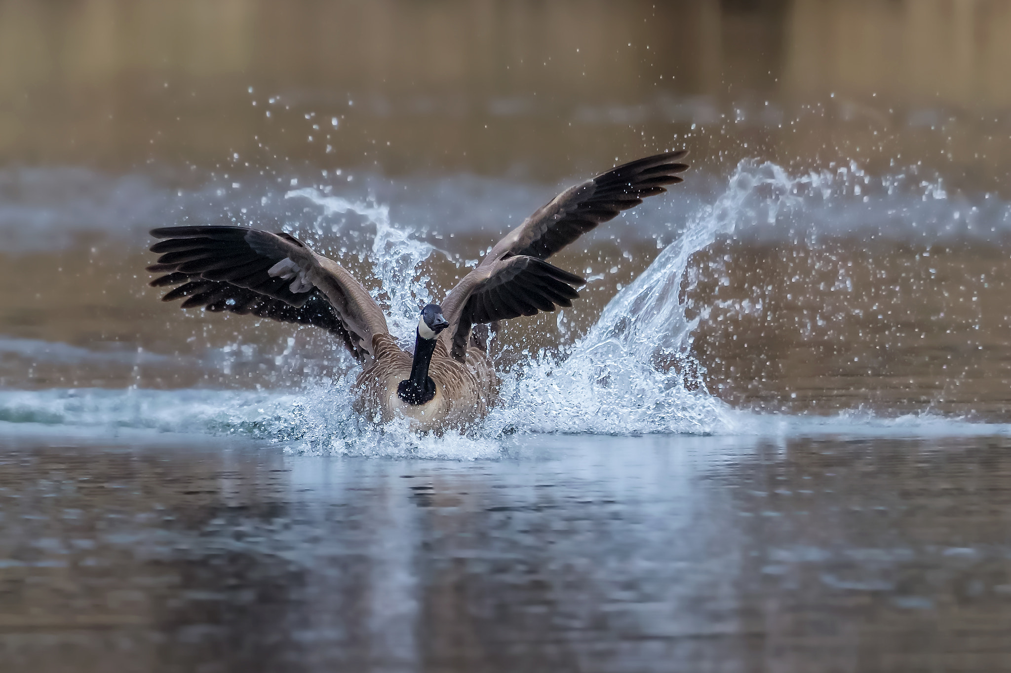 Canon EF 400mm F2.8L IS II USM sample photo. Four wings photography