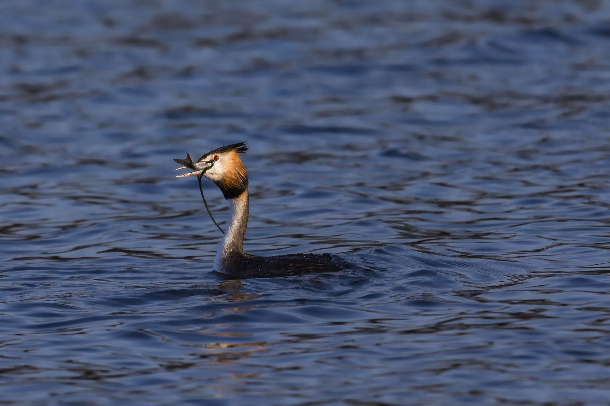 Canon EOS-1D X + Canon EF 400mm F2.8L IS II USM sample photo. Grebes.... photography