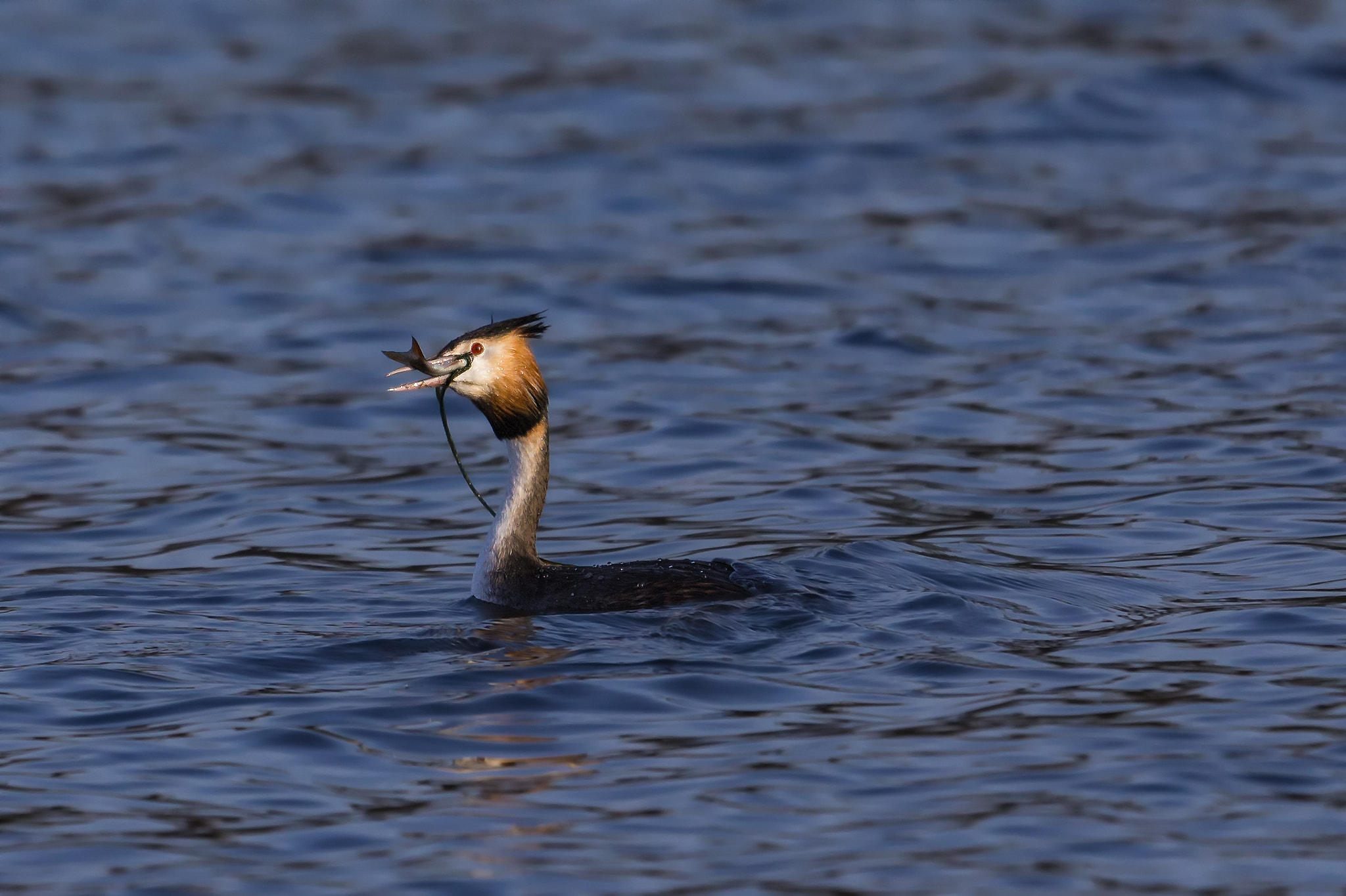 Canon EOS-1D X sample photo. Grebes.... photography