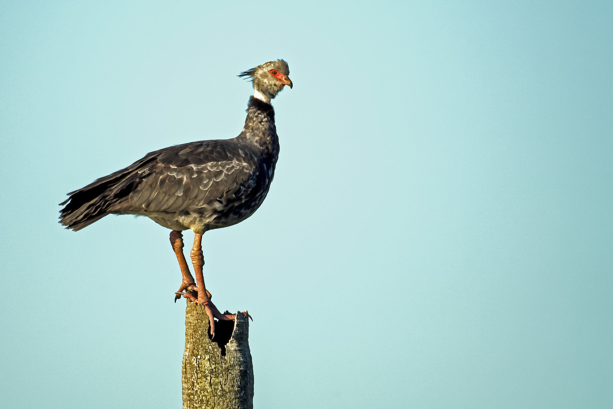 Nikon D5 + Nikon AF-S Nikkor 800mm F5.6E FL ED VR sample photo. Southern screamer photography