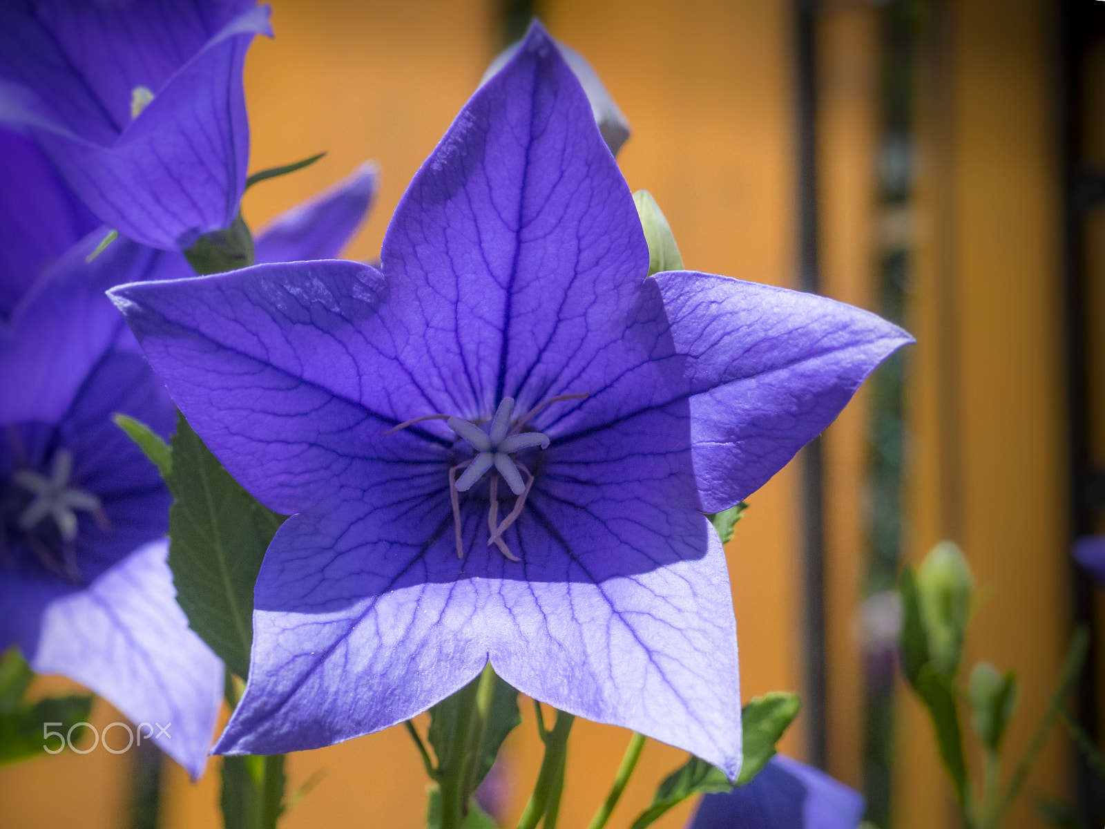 Olympus OM-D E-M1 sample photo. Beautiful platycodon flower in the garden photography
