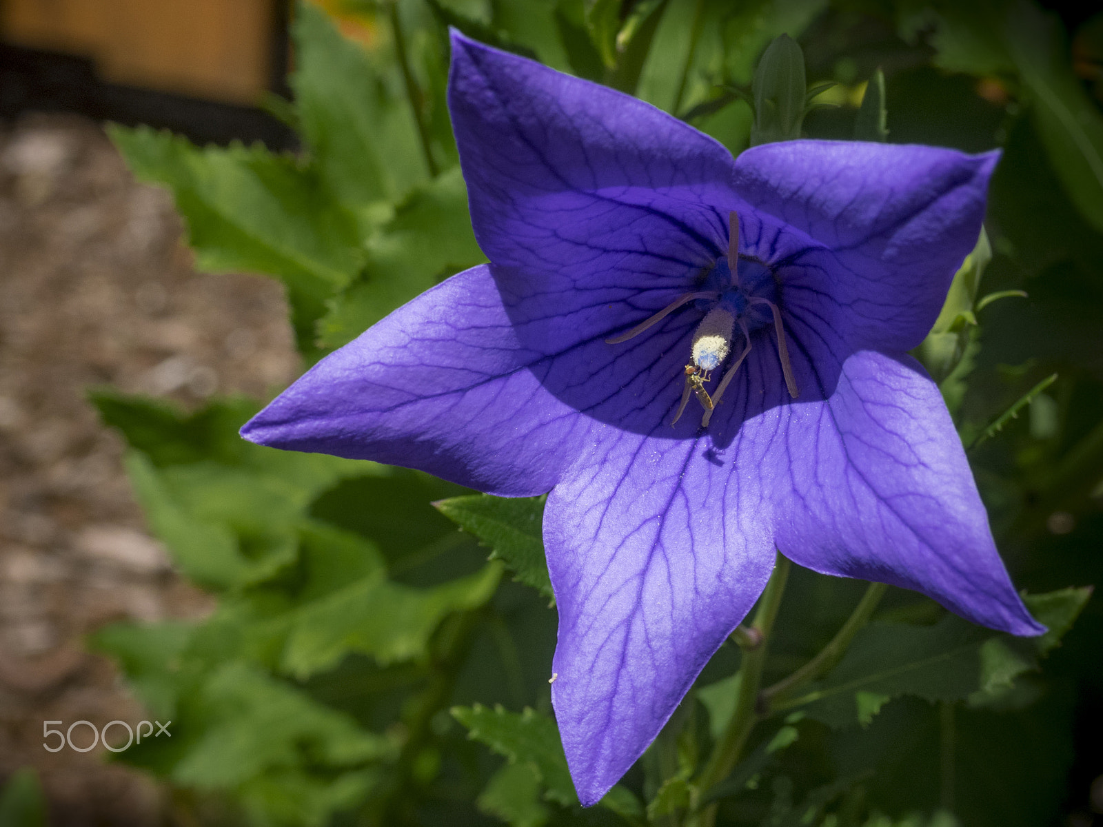 Olympus OM-D E-M1 sample photo. Beautiful platycodon flower in the garden photography