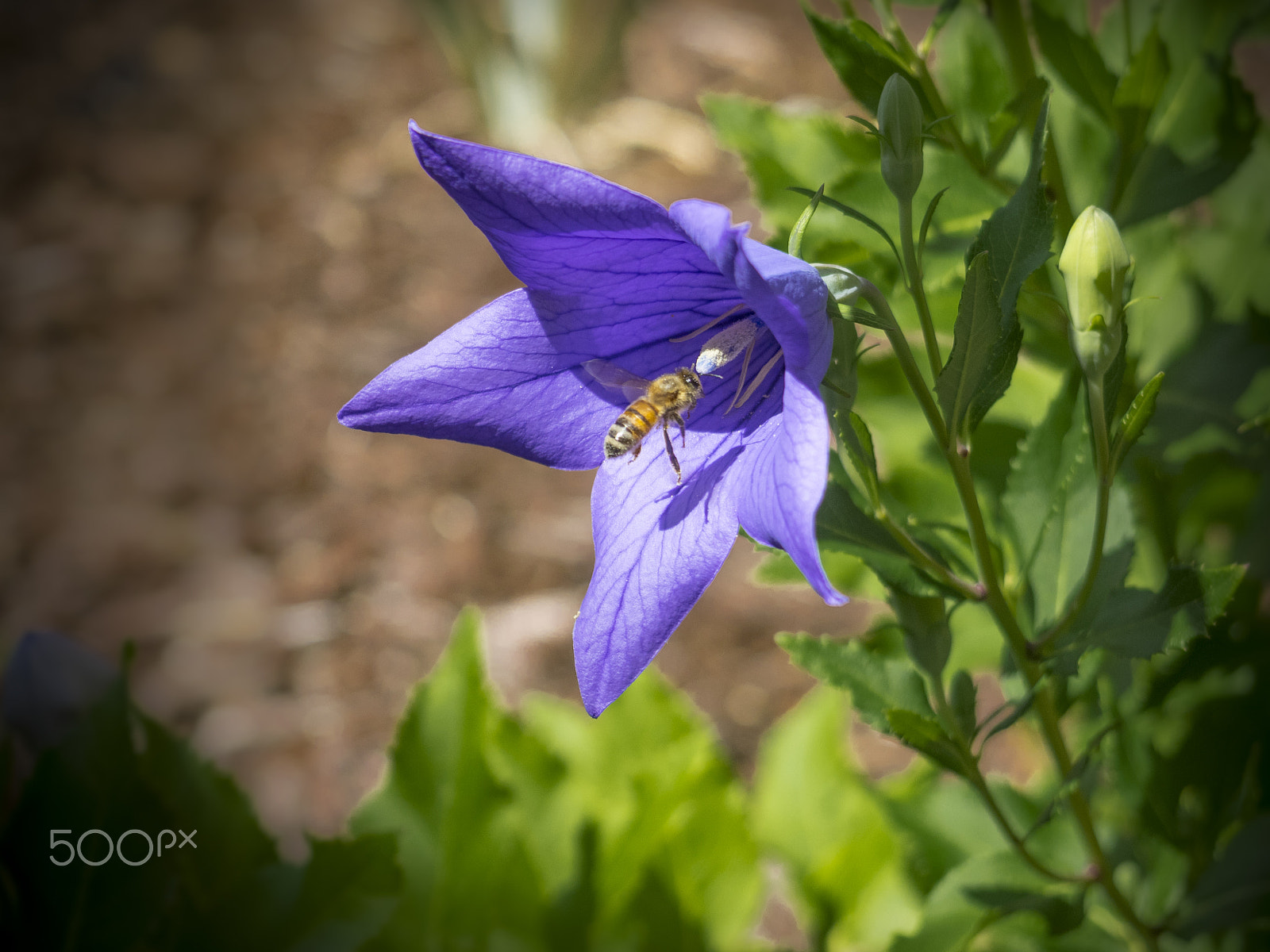Olympus OM-D E-M1 sample photo. Beautiful platycodon flower in the garden photography