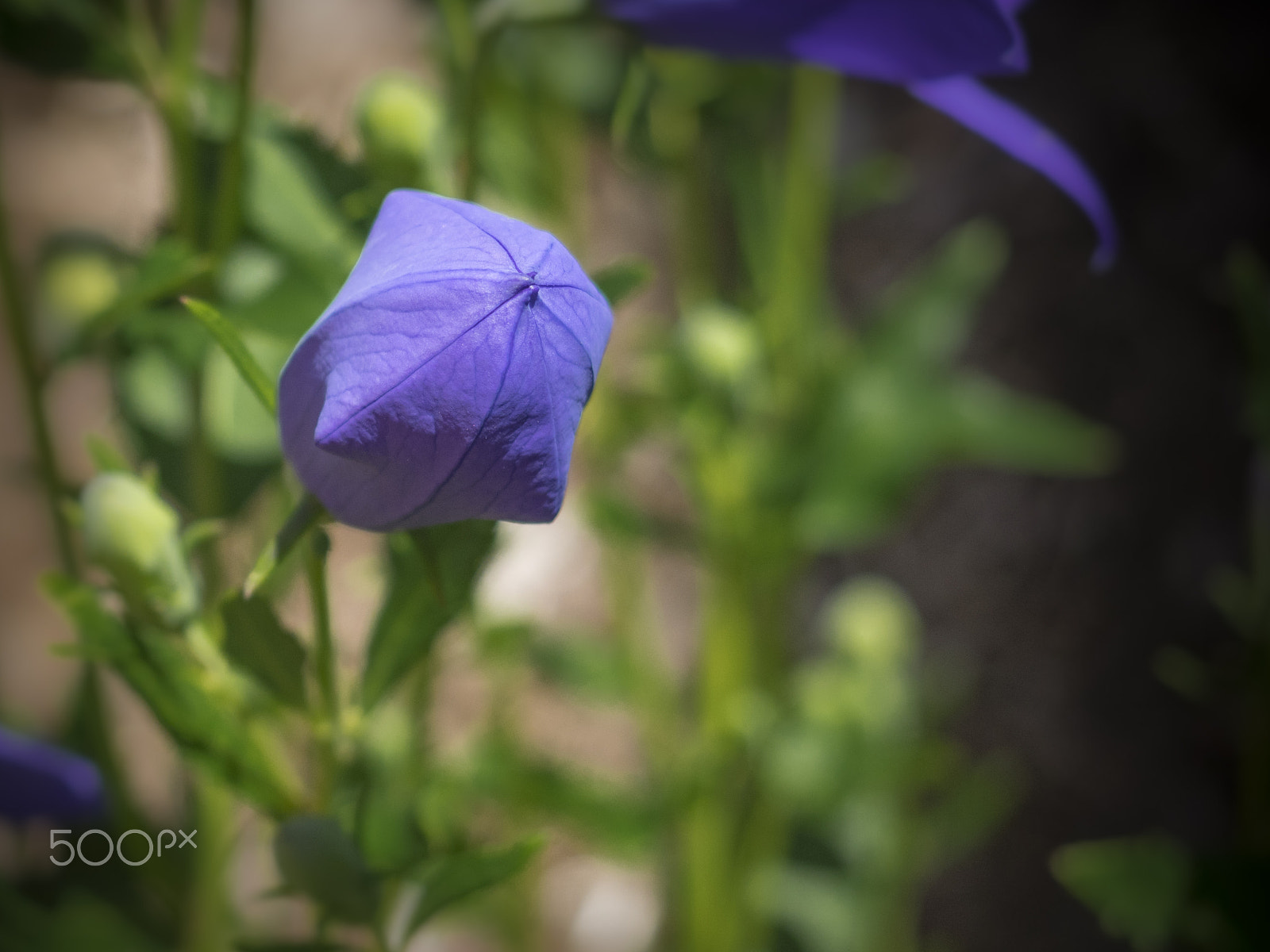 Olympus OM-D E-M1 sample photo. Beautiful platycodon flower in the garden photography
