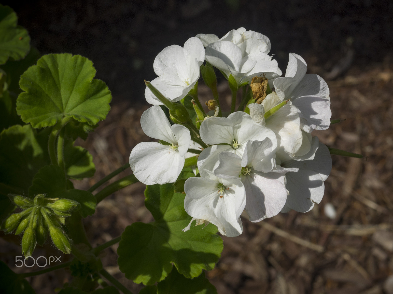 Olympus OM-D E-M1 sample photo. Beautiful geranium flower in the garden photography