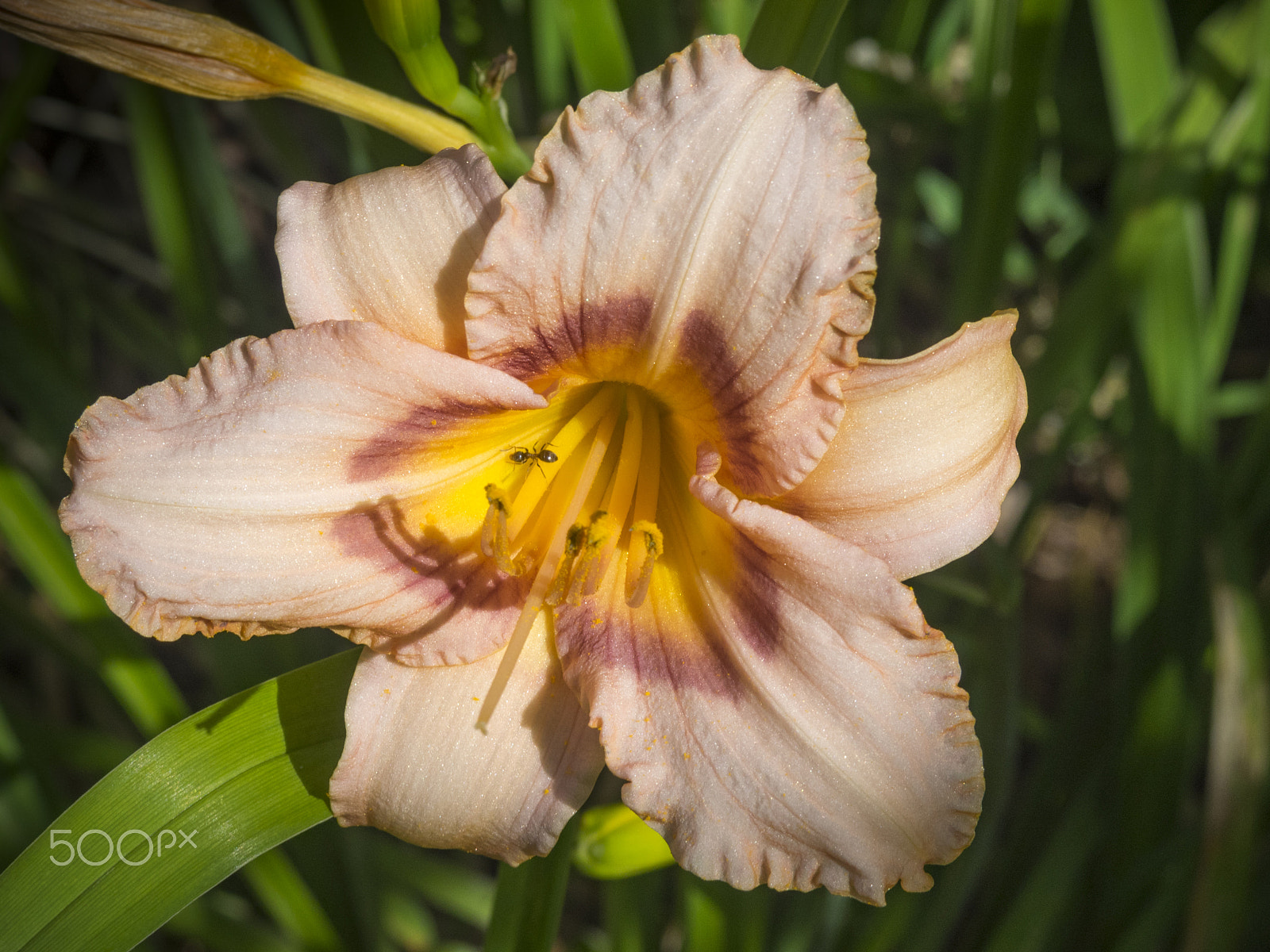 Olympus OM-D E-M1 + Olympus M.Zuiko Digital 14-42mm F3.5-5.6 II R sample photo. Beautiful day lily flower in the garden photography