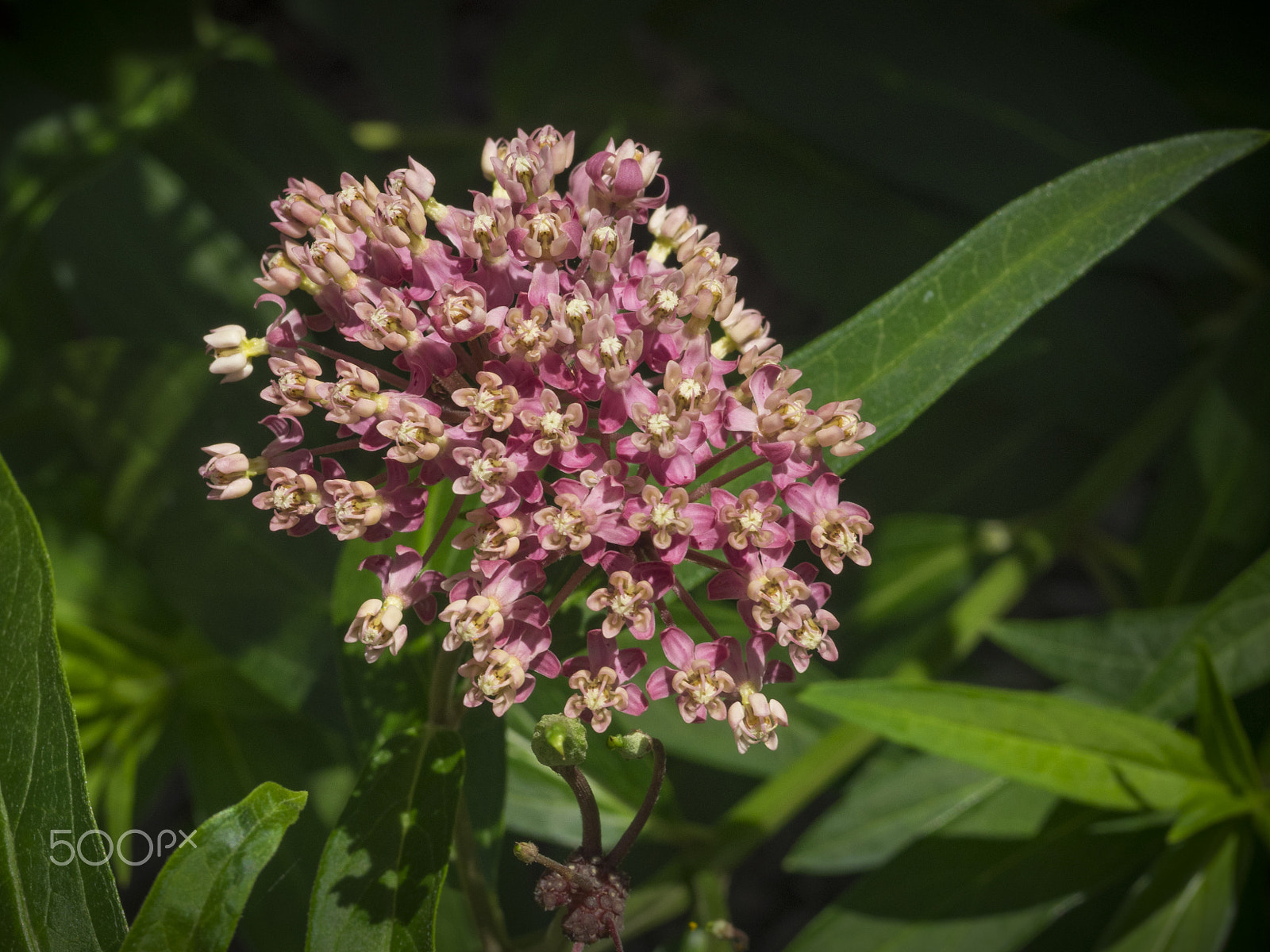Olympus OM-D E-M1 sample photo. Beautiful milkweed flower in the garden photography