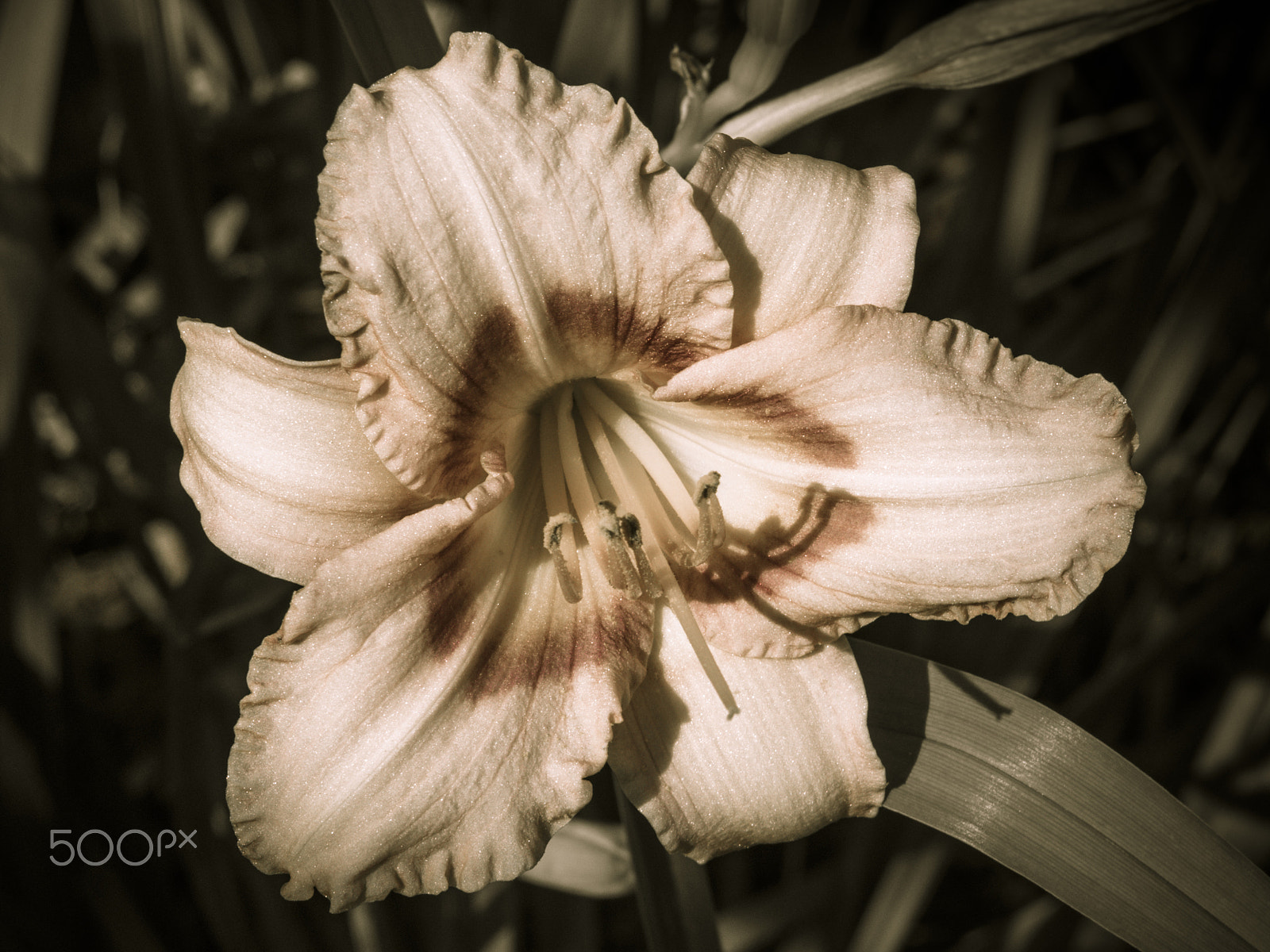 Olympus OM-D E-M1 sample photo. Beautiful day lily flower in the garden photography