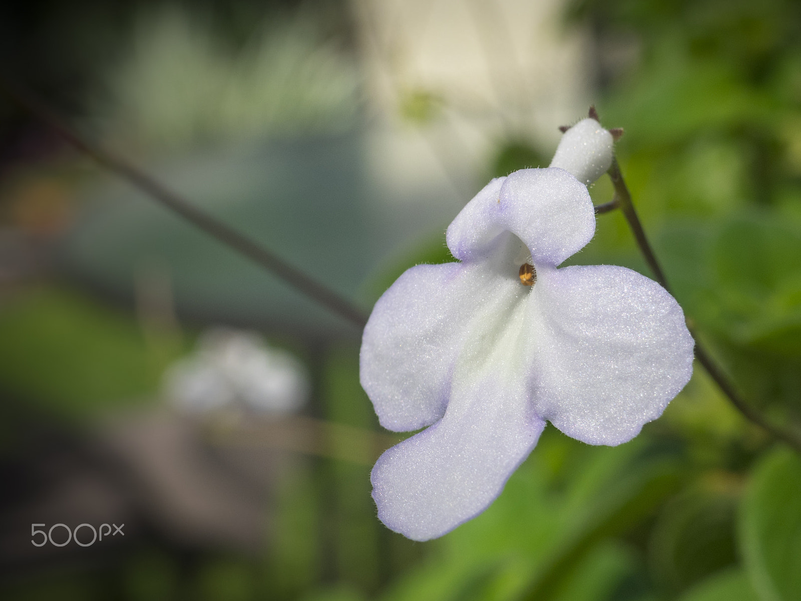 Olympus OM-D E-M1 sample photo. Beautiful streptocapella flower in the garden photography