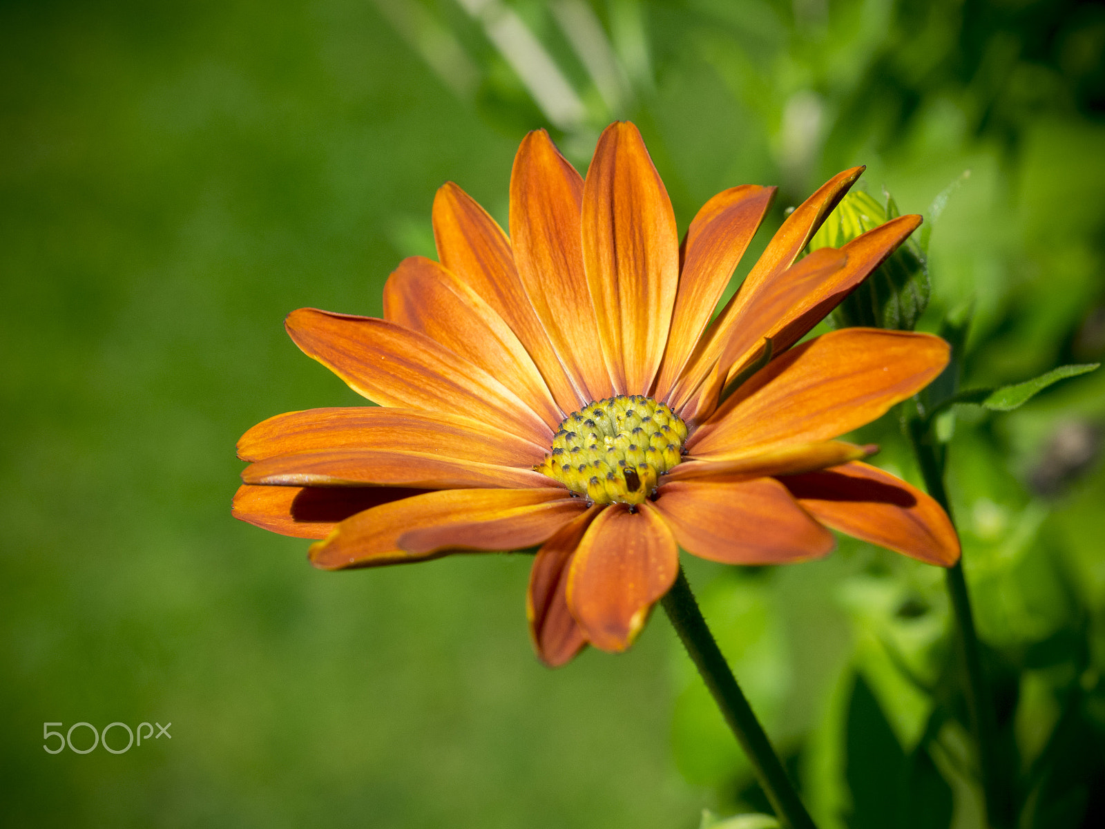 Olympus OM-D E-M1 sample photo. Beautiful african daisy flower in the garden photography