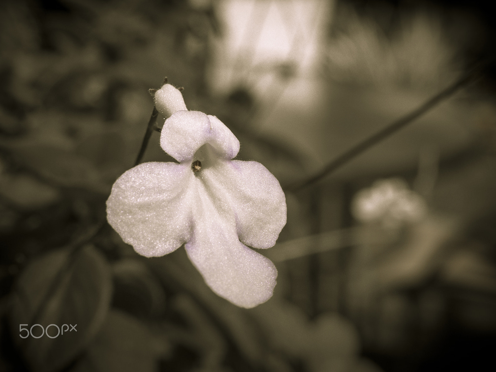 Olympus OM-D E-M1 sample photo. Beautiful streptocapella flower in the garden photography
