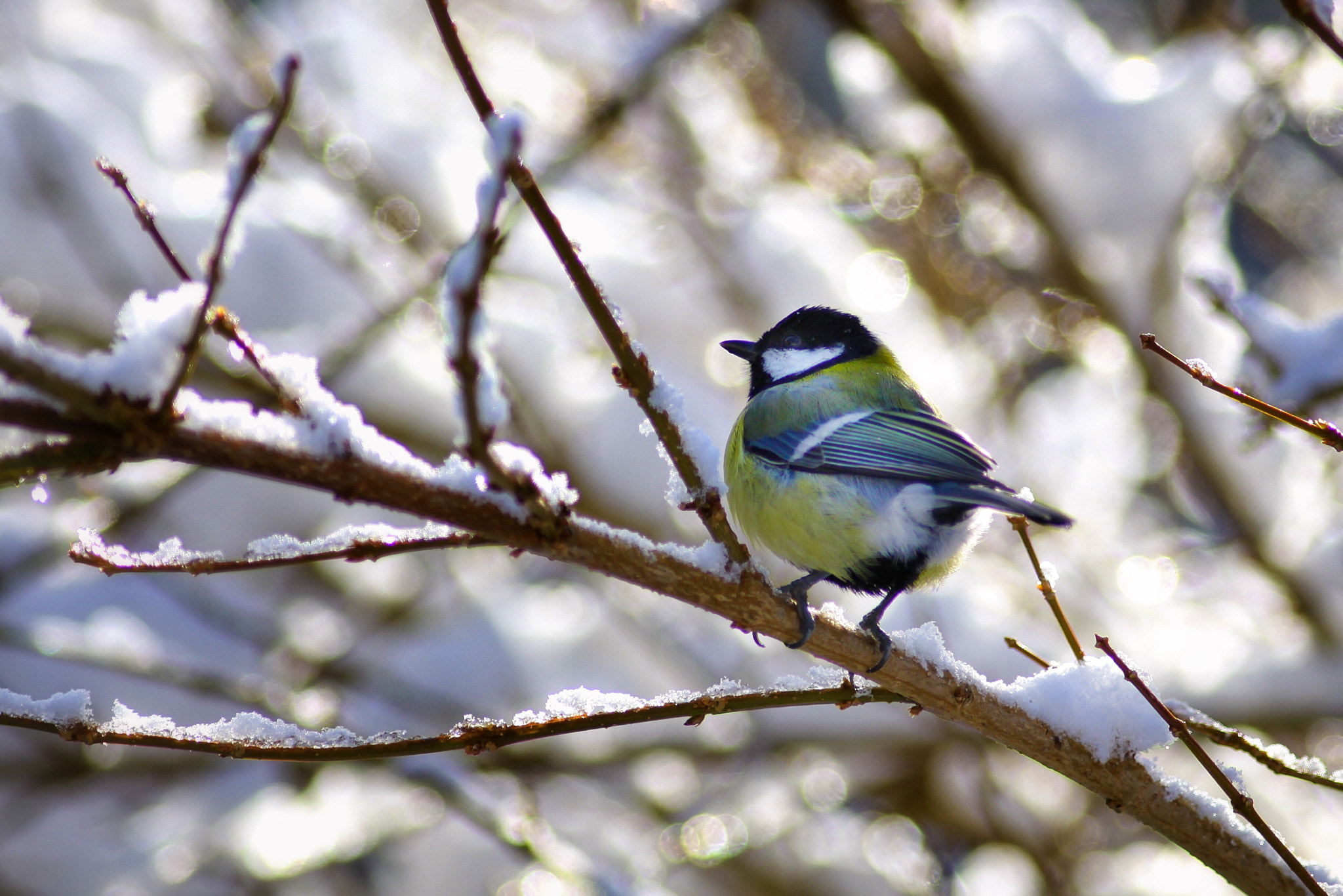 Canon EOS 50D + Canon EF 300mm F4L IS USM sample photo. Great tit photography