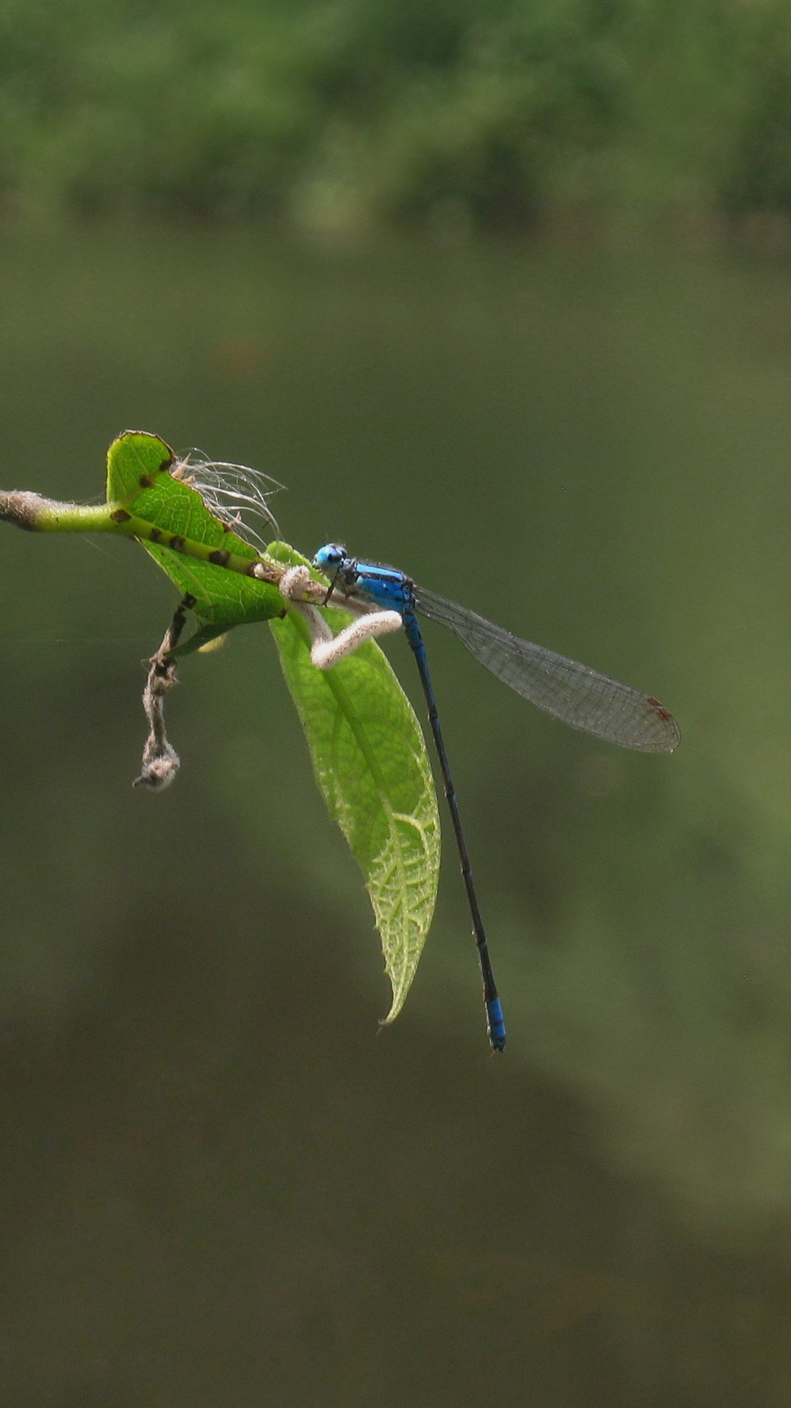 Canon PowerShot A495 sample photo. Blue damsel photography