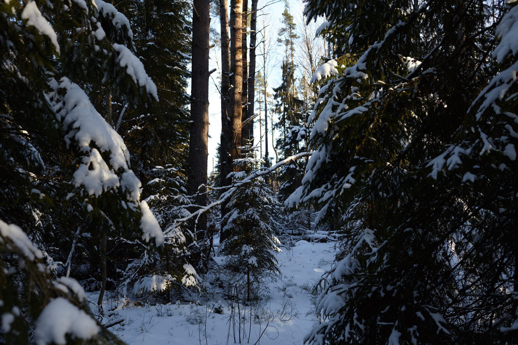 Canon EOS 5D Mark II sample photo. Ladoga winter forest photography
