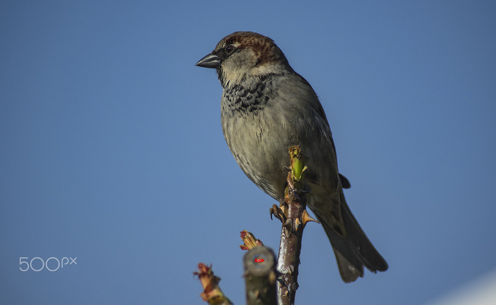 smc PENTAX-FA 100-300mm F4.7-5.8 sample photo. Sparrow bird photography