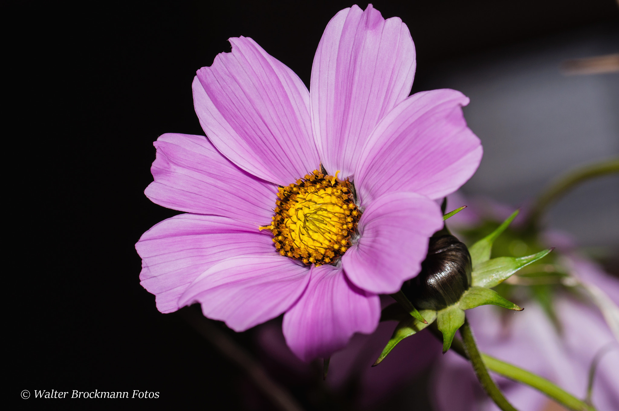 Nikon D5000 sample photo. Tamron 60mm 2.0 macro photography