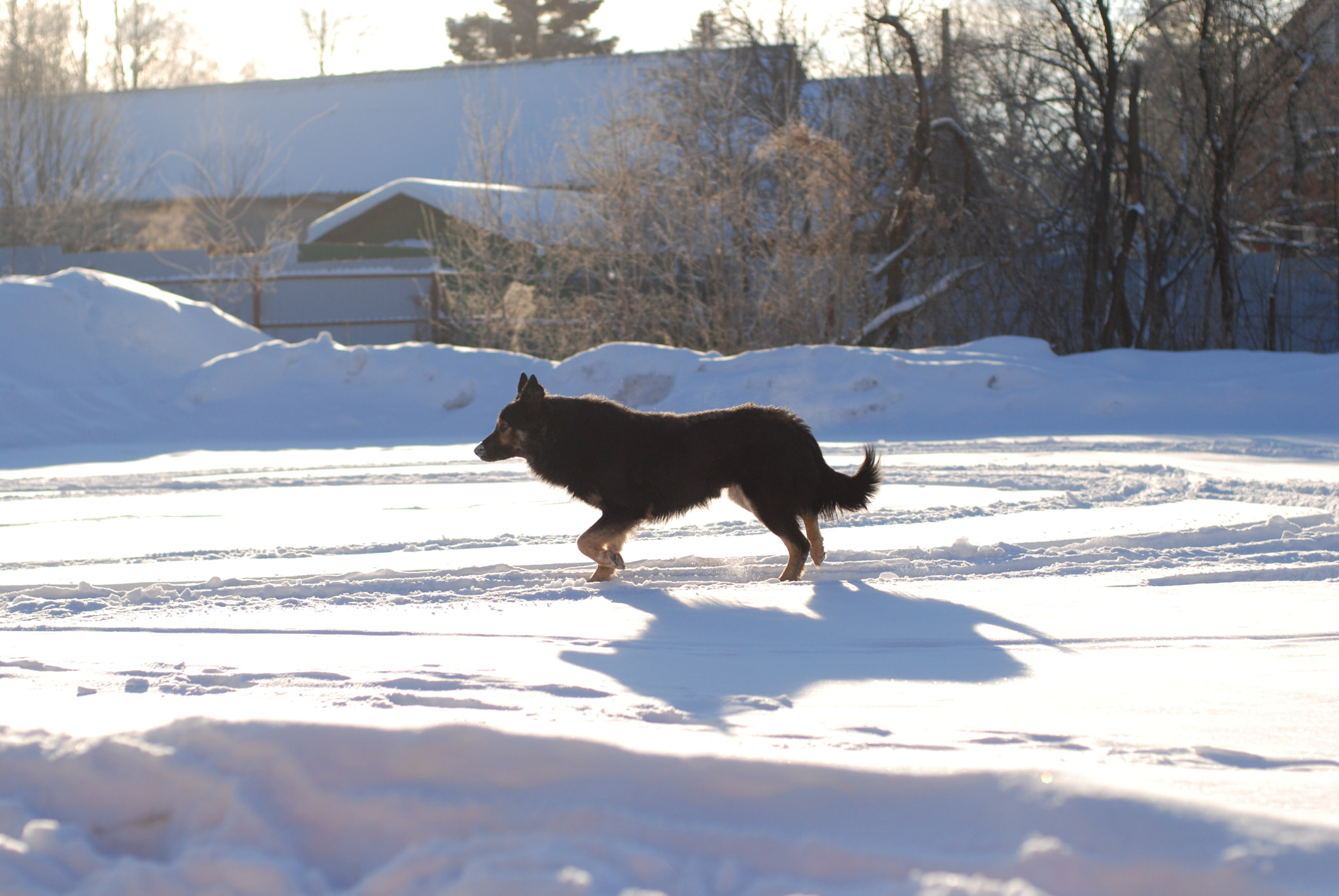 Nikon D80 + Nikon AF Nikkor 50mm F1.4D sample photo. Running dog photography