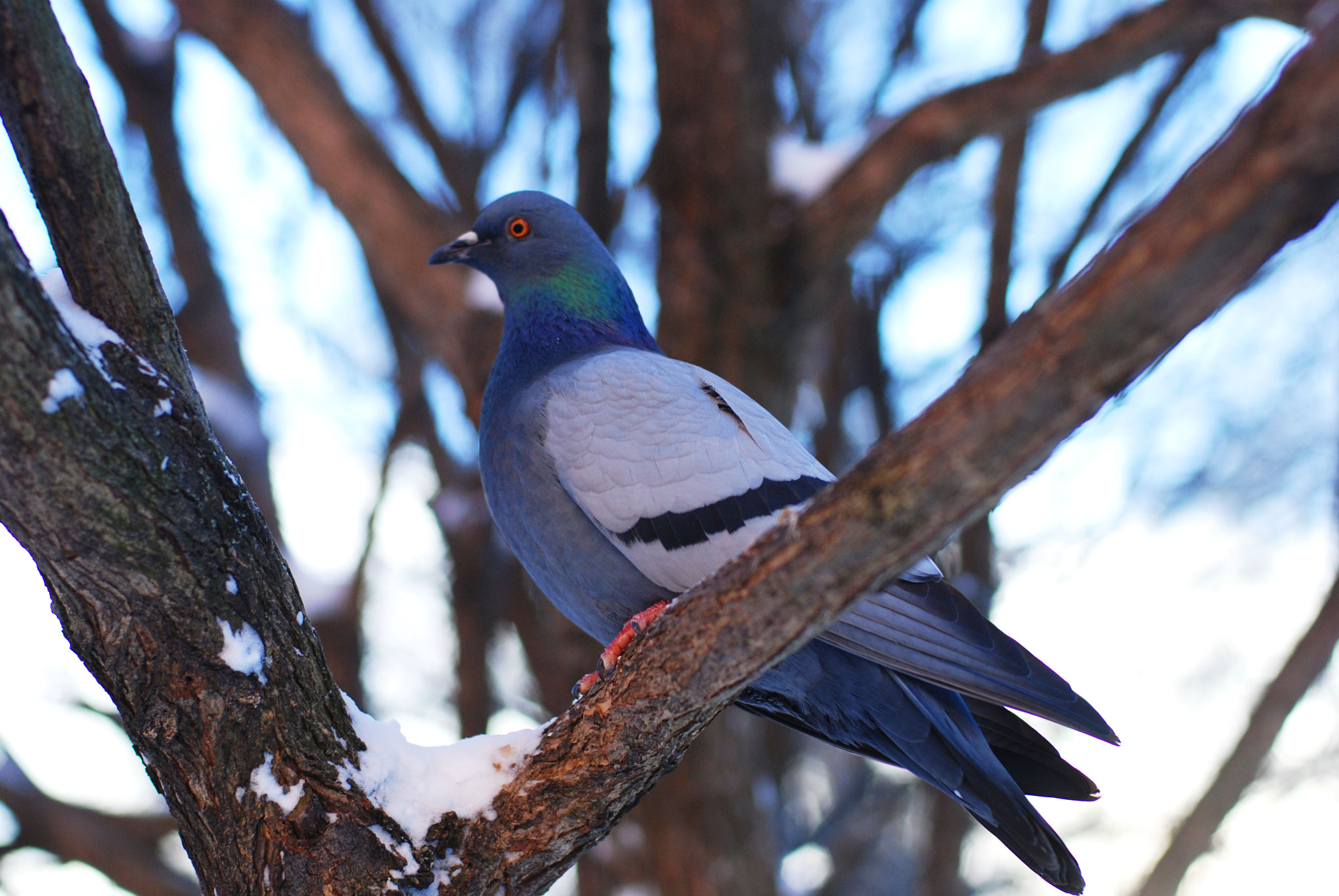 Nikon D80 + Nikon AF Nikkor 50mm F1.4D sample photo. Bird in cold weather photography