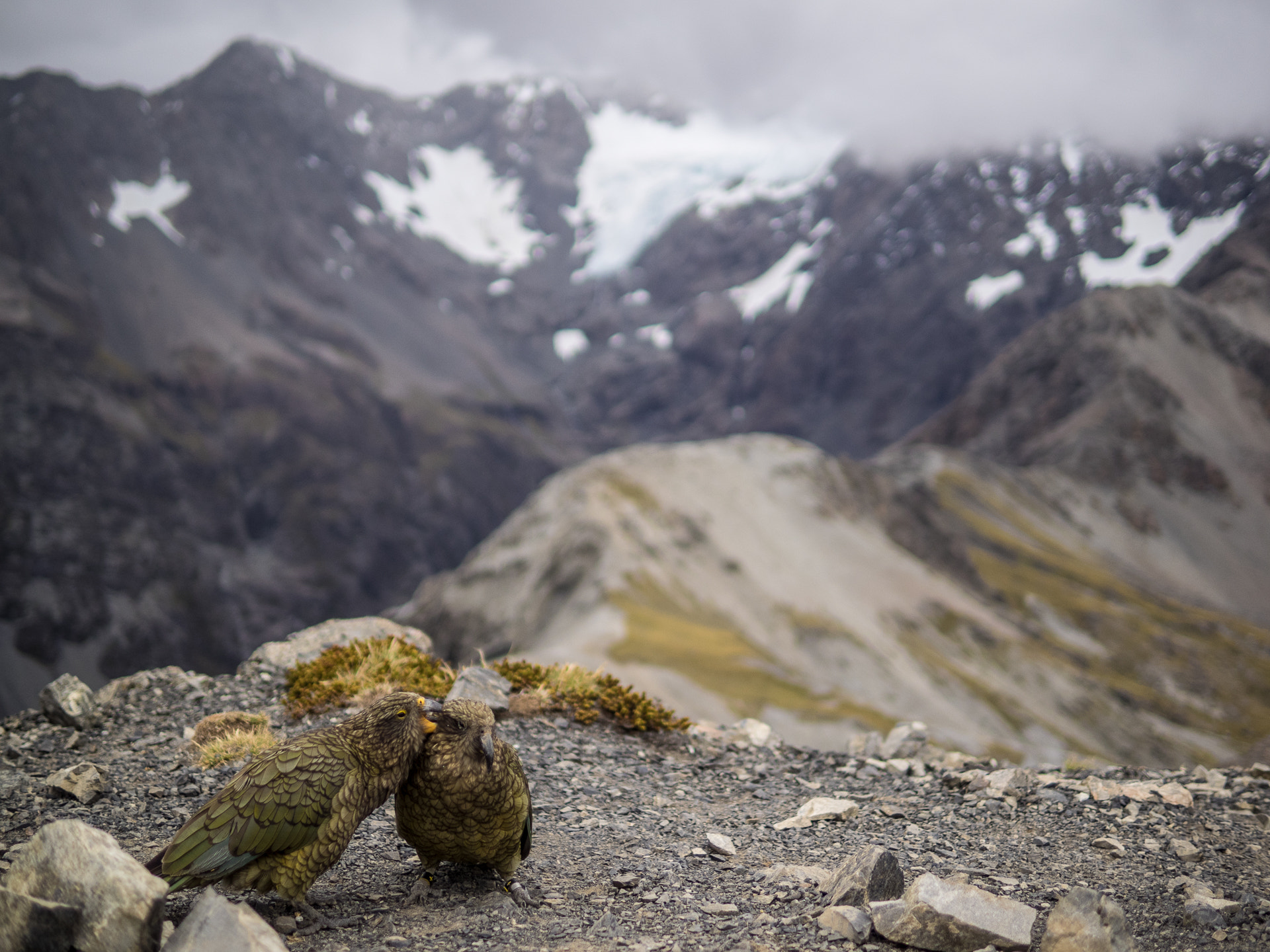 Olympus OM-D E-M1 + Panasonic Leica DG Summilux 25mm F1.4 II ASPH sample photo. New zealand's alpine parrots photography