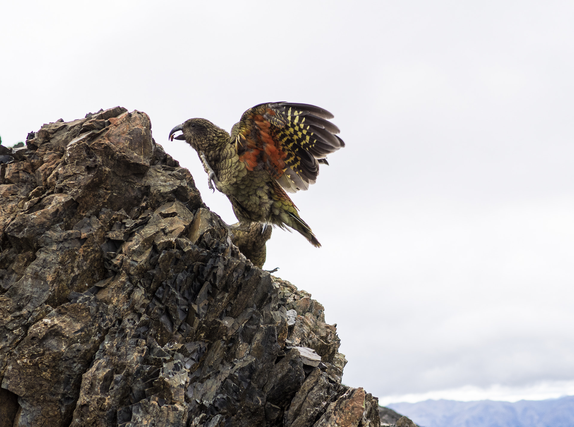 Olympus OM-D E-M1 + Panasonic Leica DG Summilux 25mm F1.4 II ASPH sample photo. New zealand's alpine parrots photography