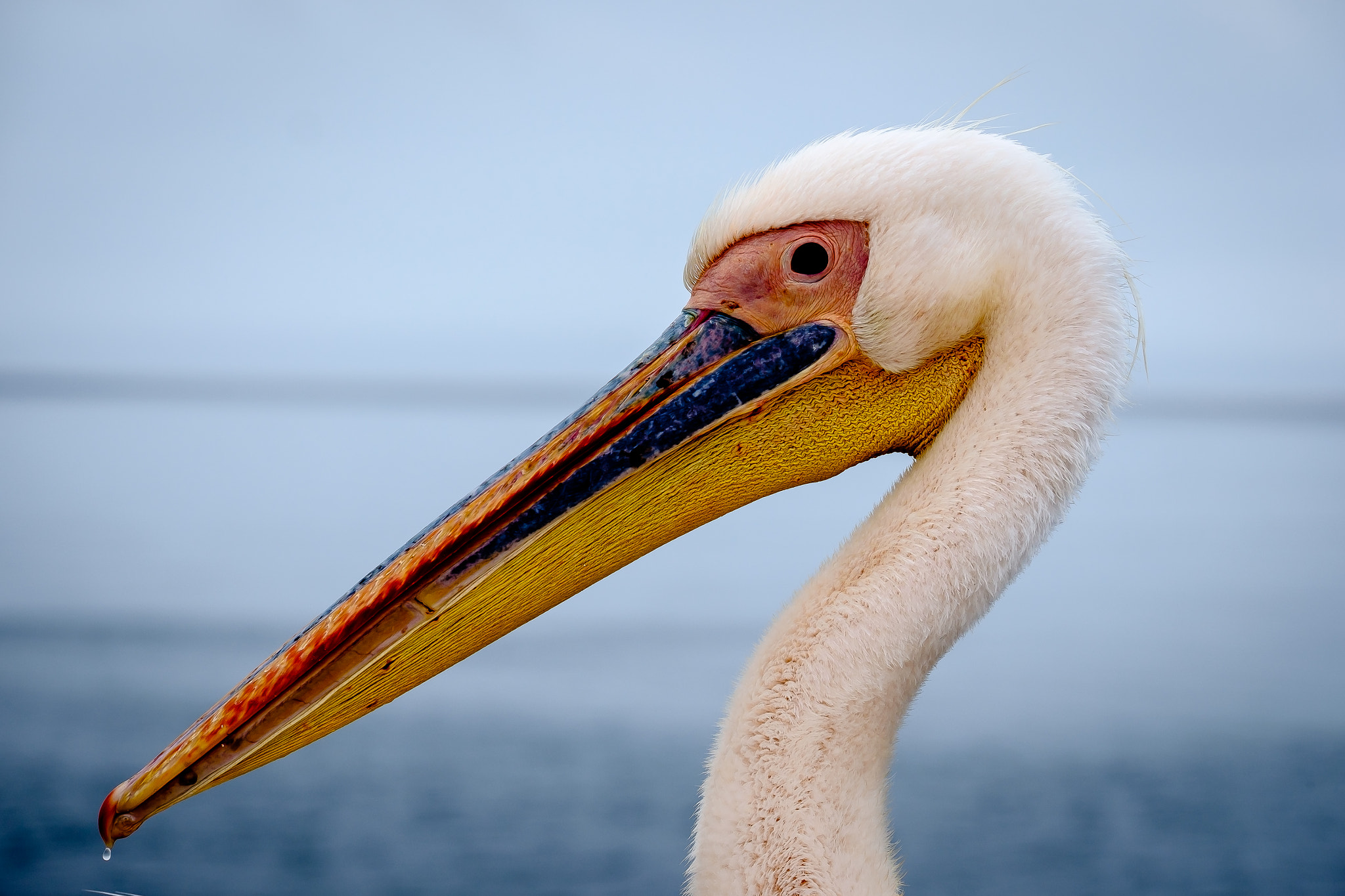 Fujifilm XF 100-400mm F4.5-5.6 R LM OIS WR sample photo. Pelican portrait photography