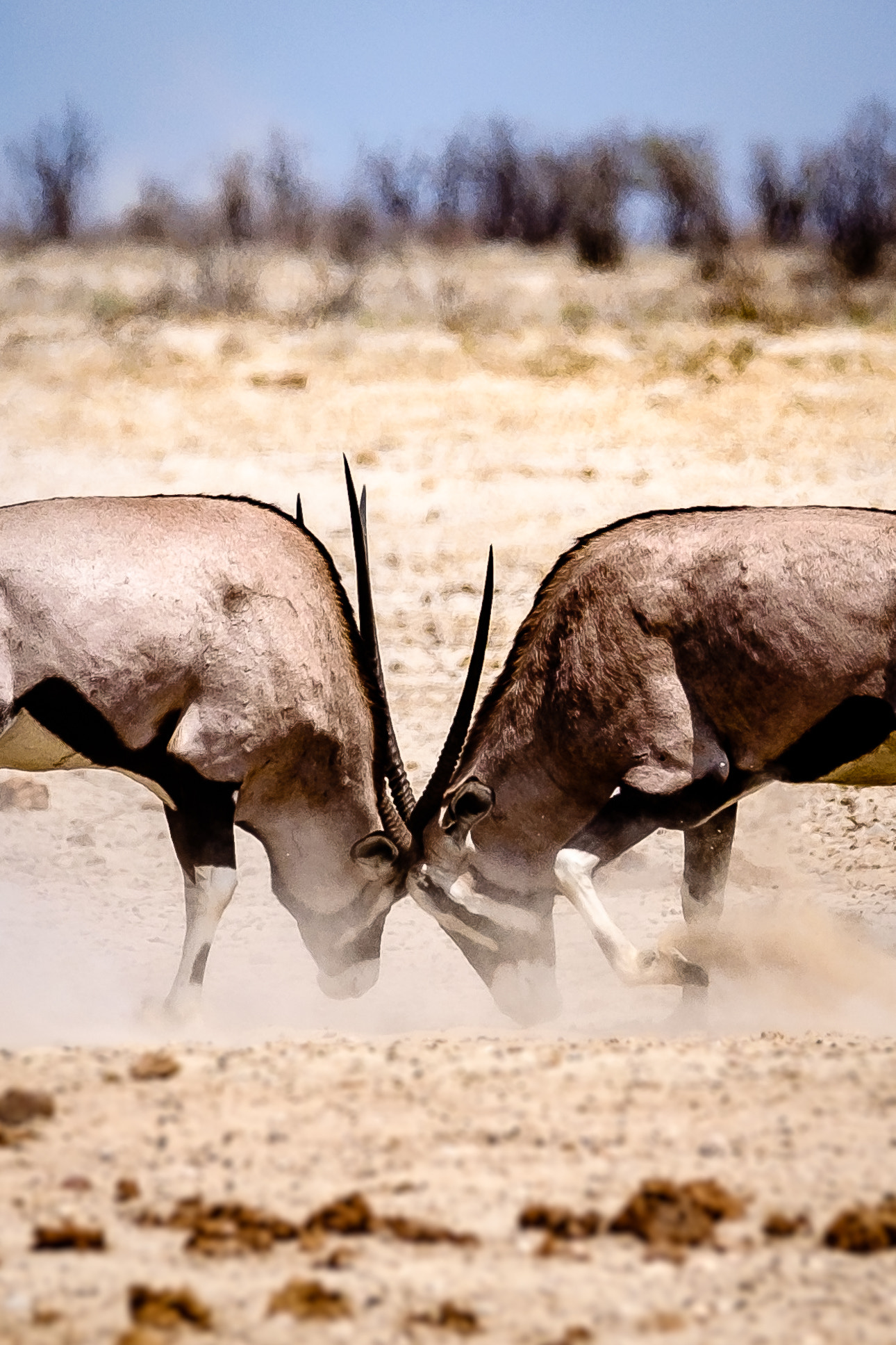 Fujifilm XF 100-400mm F4.5-5.6 R LM OIS WR sample photo. Oryx antelopes fighting photography