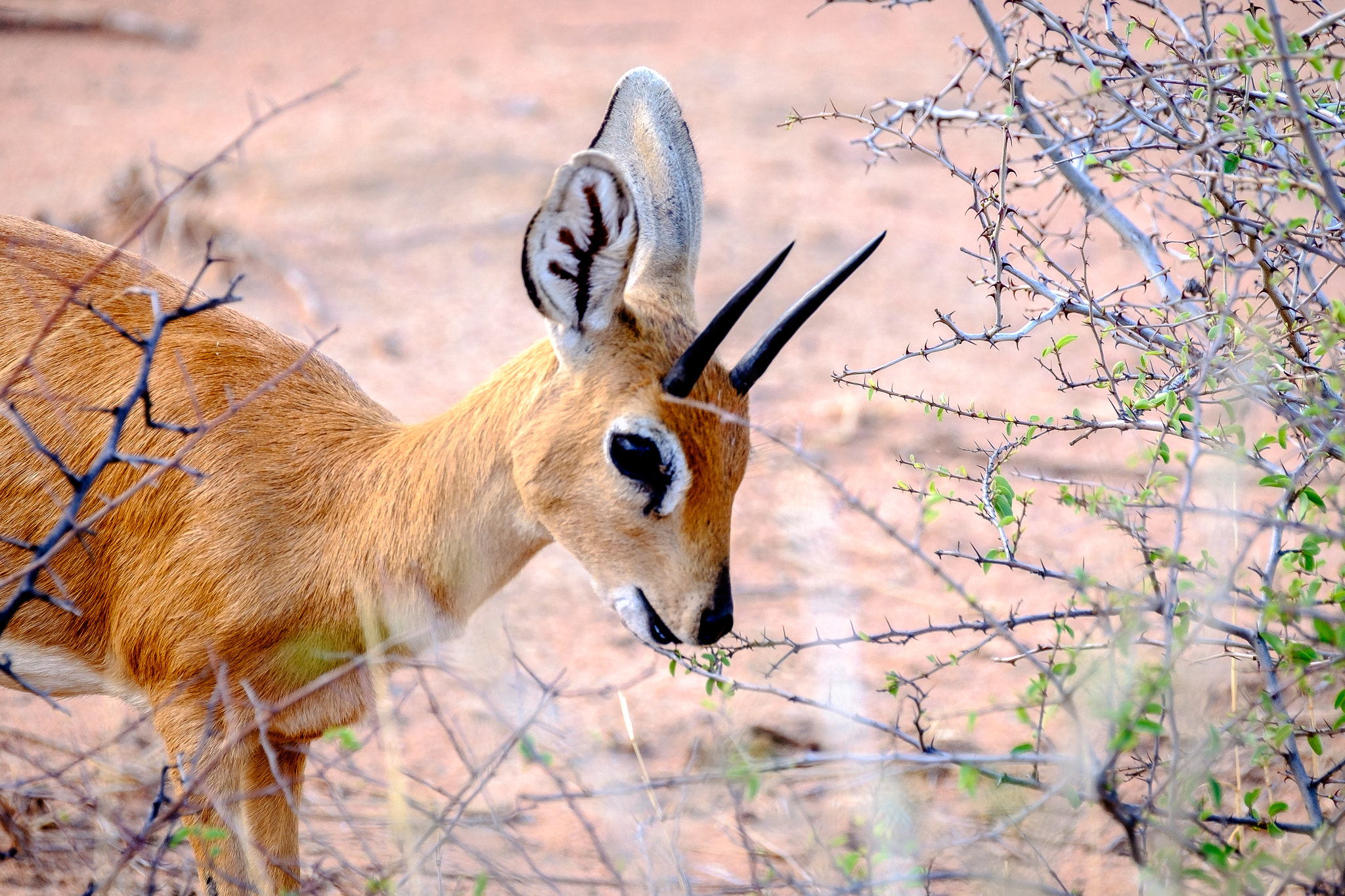 Fujifilm XF 100-400mm F4.5-5.6 R LM OIS WR sample photo. Bambi steenbok photography