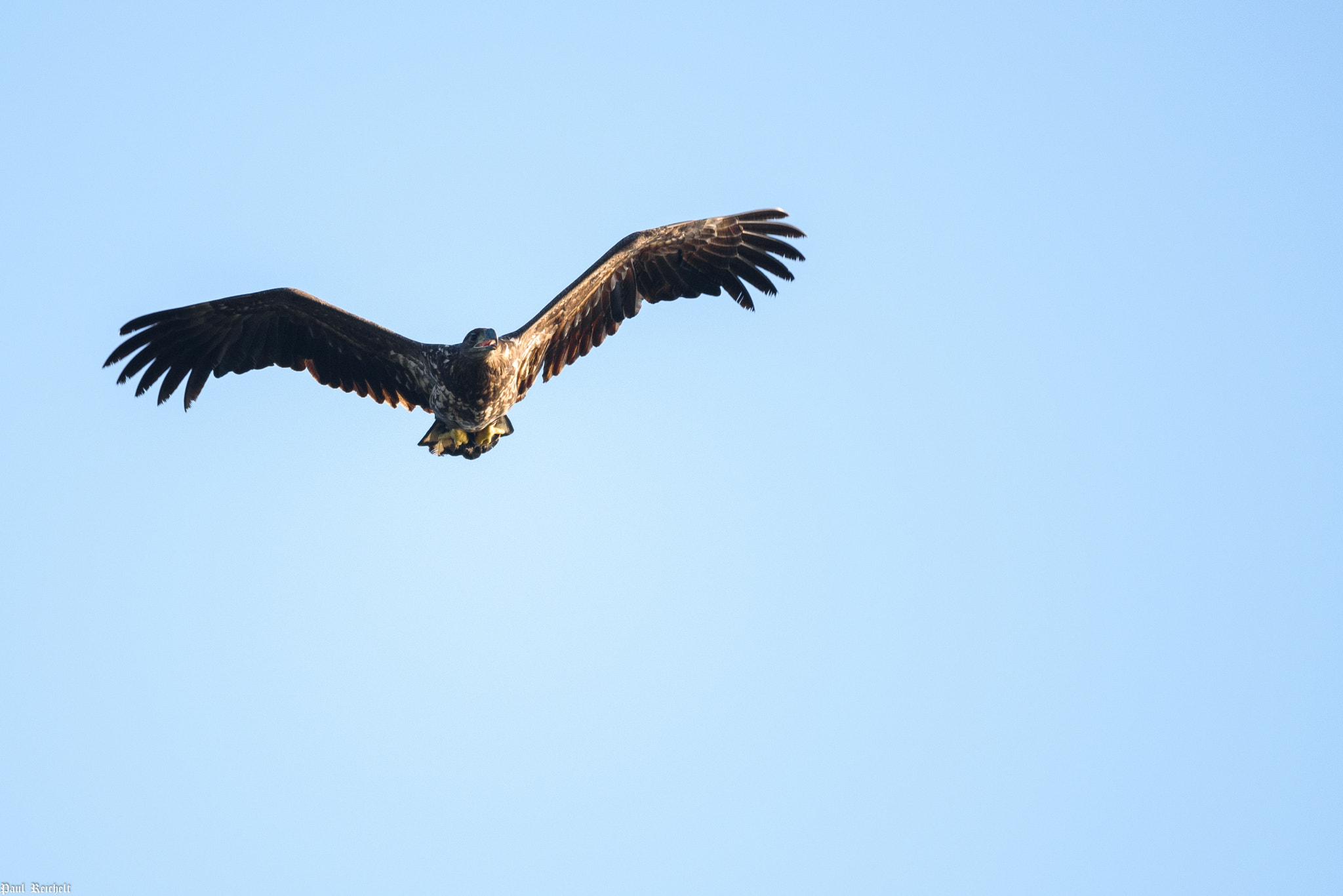 Nikon D750 + Sigma 150-600mm F5-6.3 DG OS HSM | S sample photo. Juveniler seeadler photography