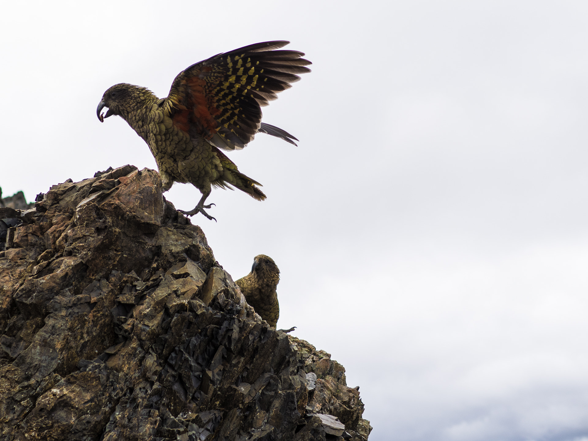 Olympus OM-D E-M1 + Panasonic Leica DG Summilux 25mm F1.4 II ASPH sample photo. Kea on a mountain photography