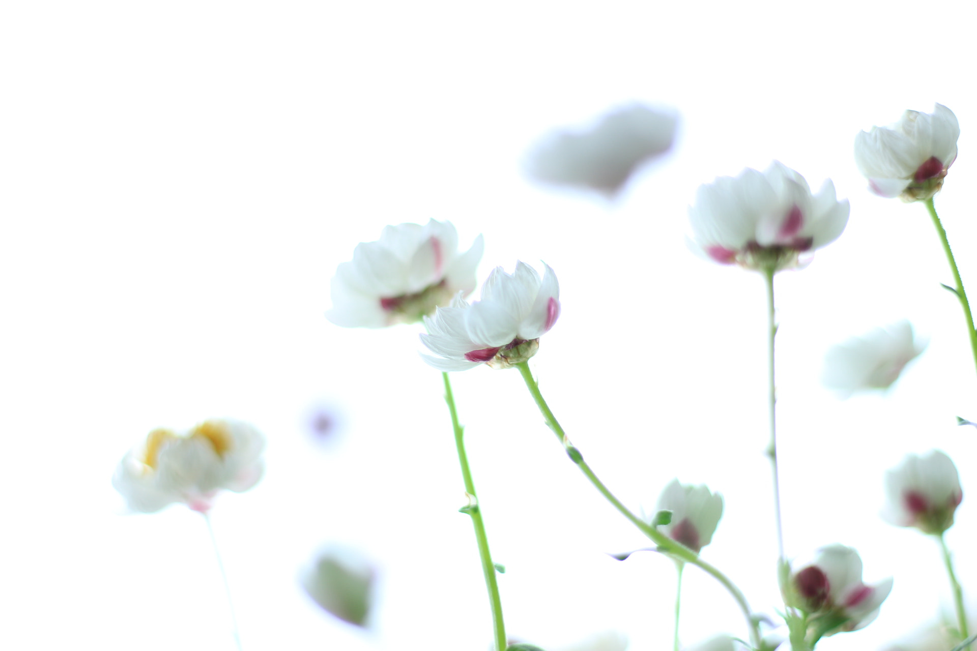 Canon EOS M2 + Canon EF 50mm F1.8 STM sample photo. Pink paper daisy ﾊﾅｶﾝｻﾞｼ photography